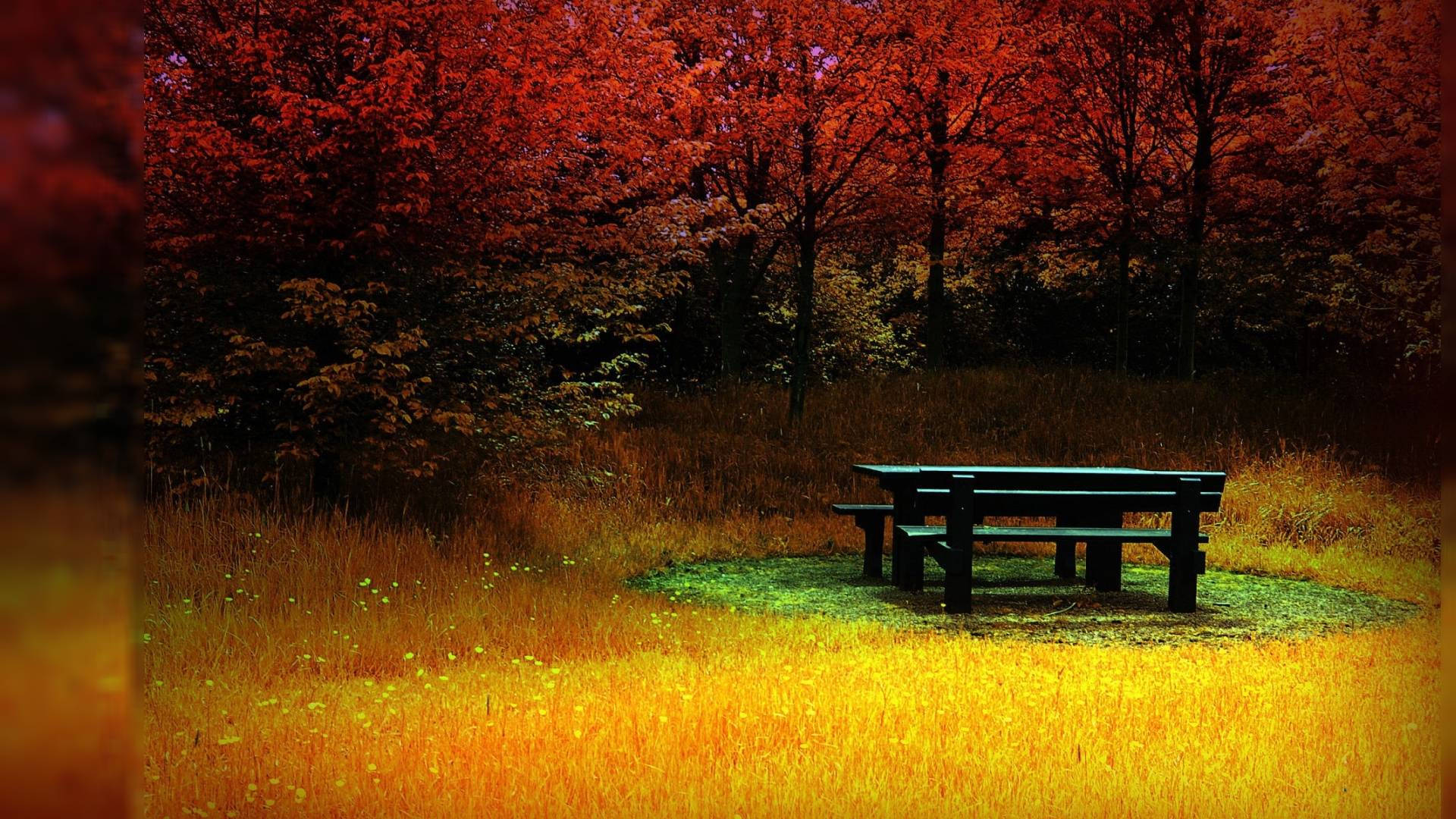 1920x1080 Full HD, picnic table, autumn, Full HD Desktop Wallpaper