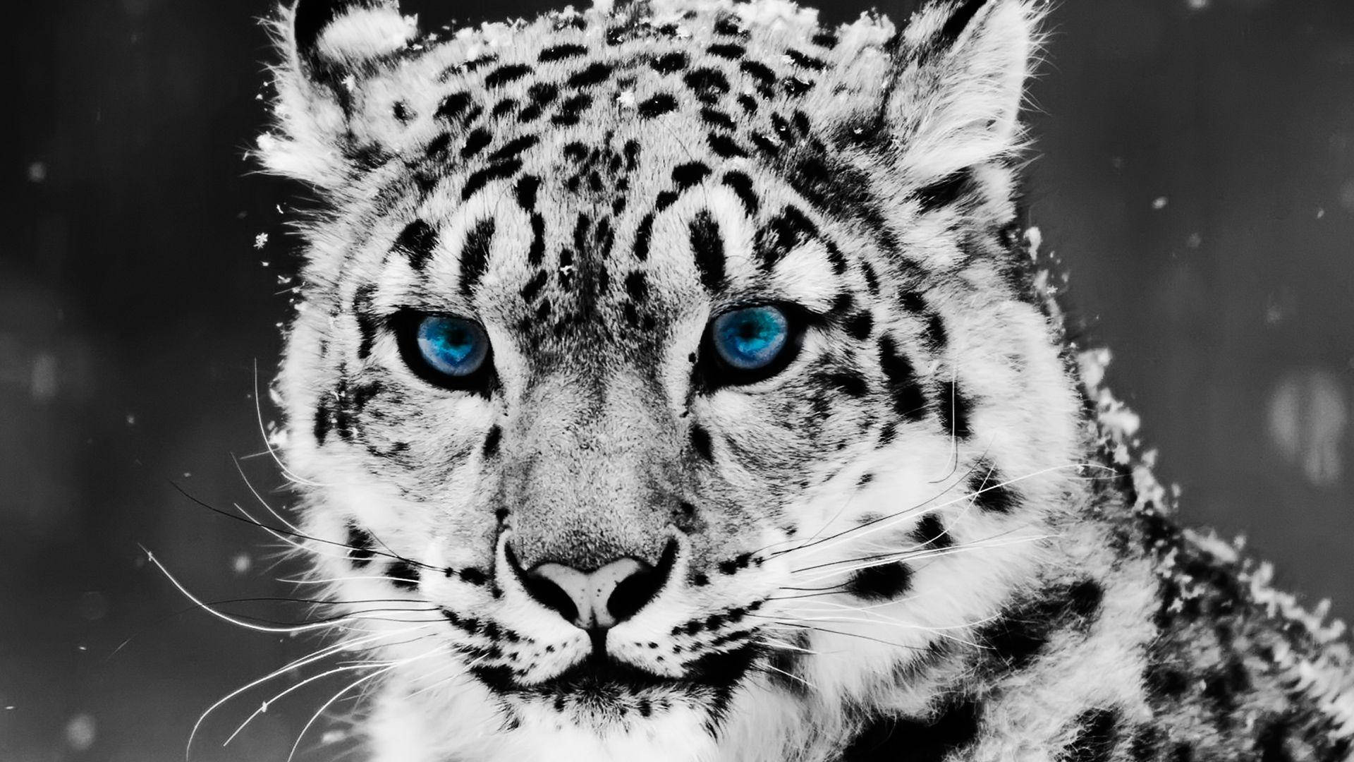 1920x1080 Full HD, snow leopard, piercing blue eyes, Full HD Desktop Wallpaper