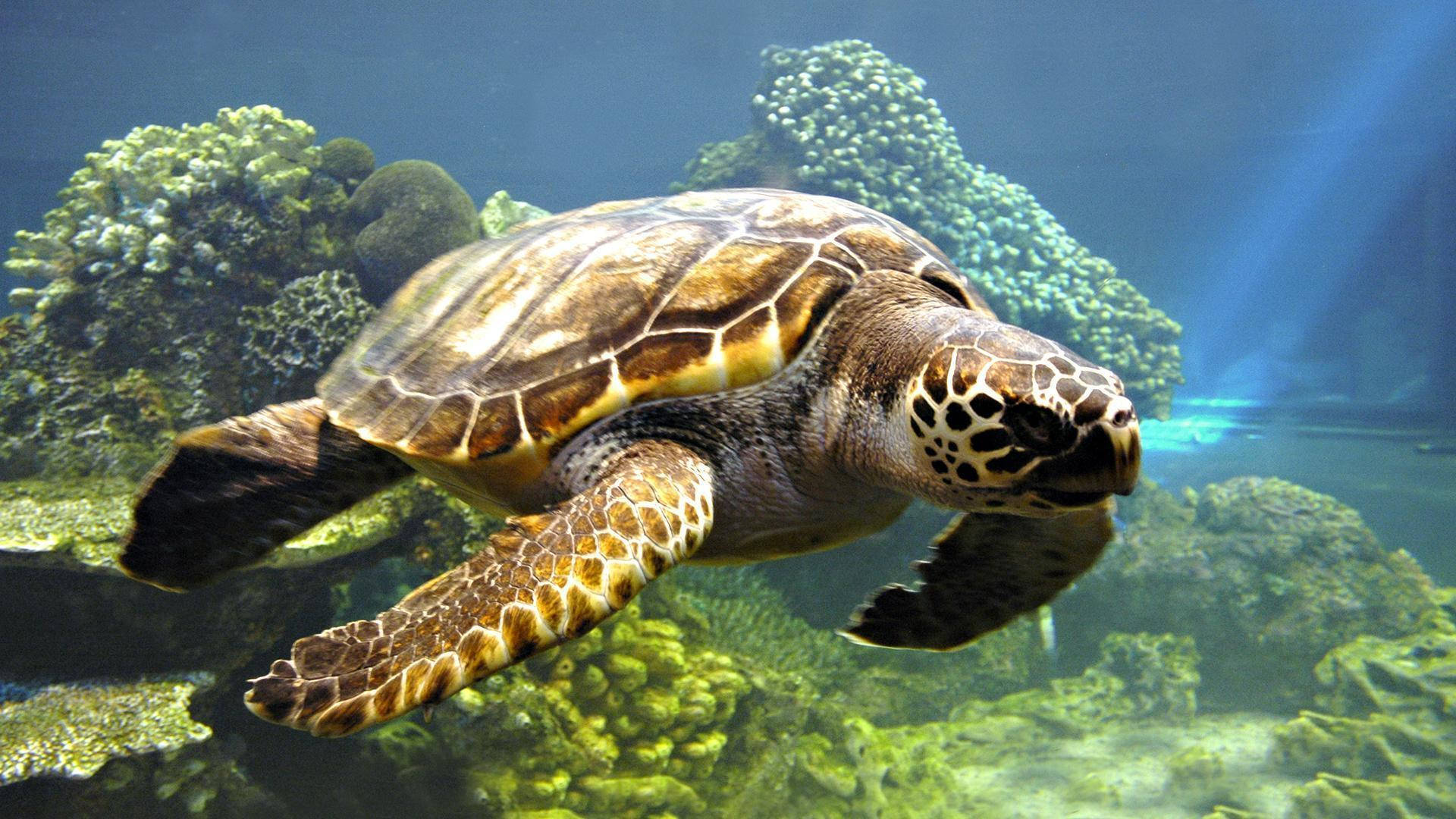 1920x1080 Full HD, swimming sea turtle, vibrant coral reefs, Full HD Desktop Wallpaper