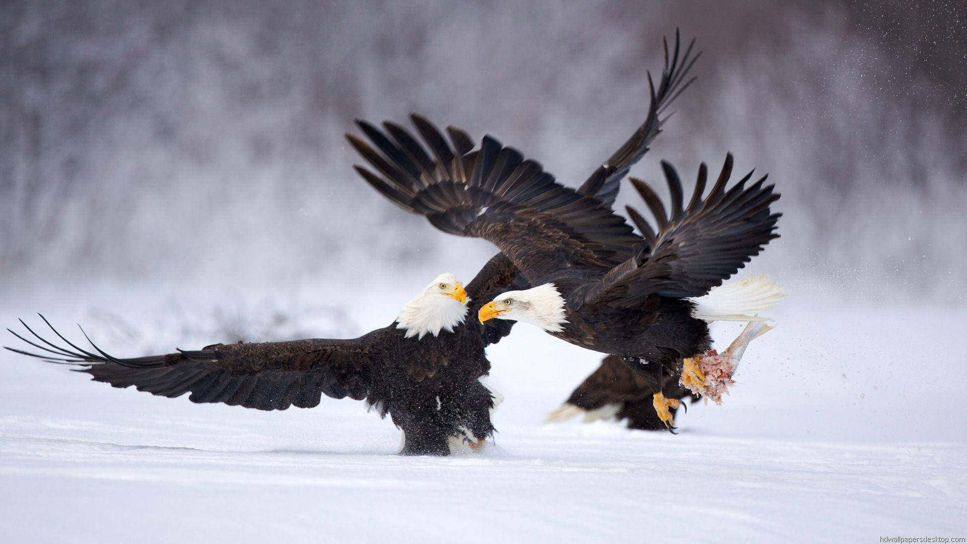1920x1080 Full HD, two bald eagles, snowy wilderness, Full HD Desktop Wallpaper