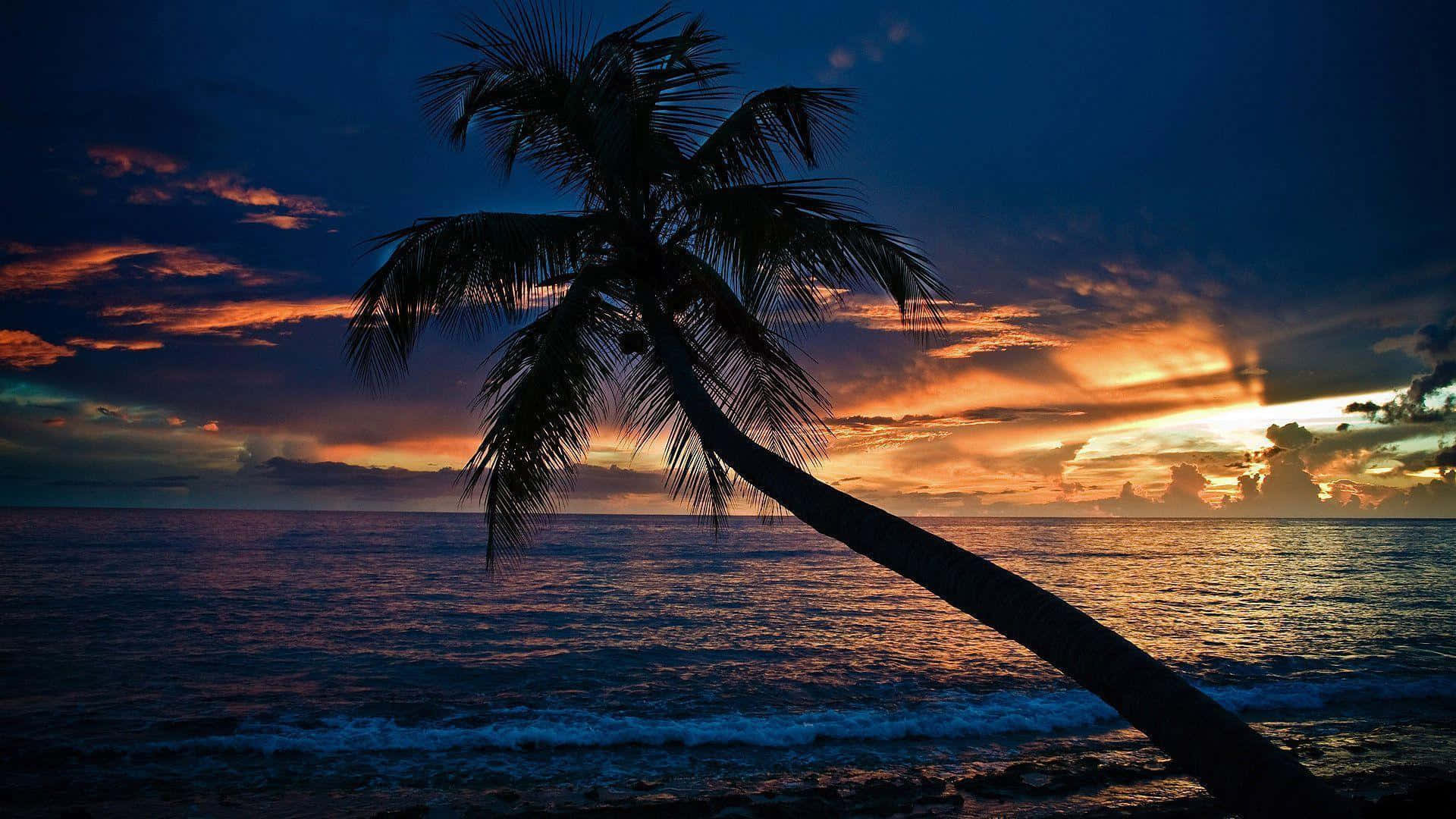 1920x1080 HD Beach, palm tree, vibrant sunset, Full HD Desktop Wallpaper