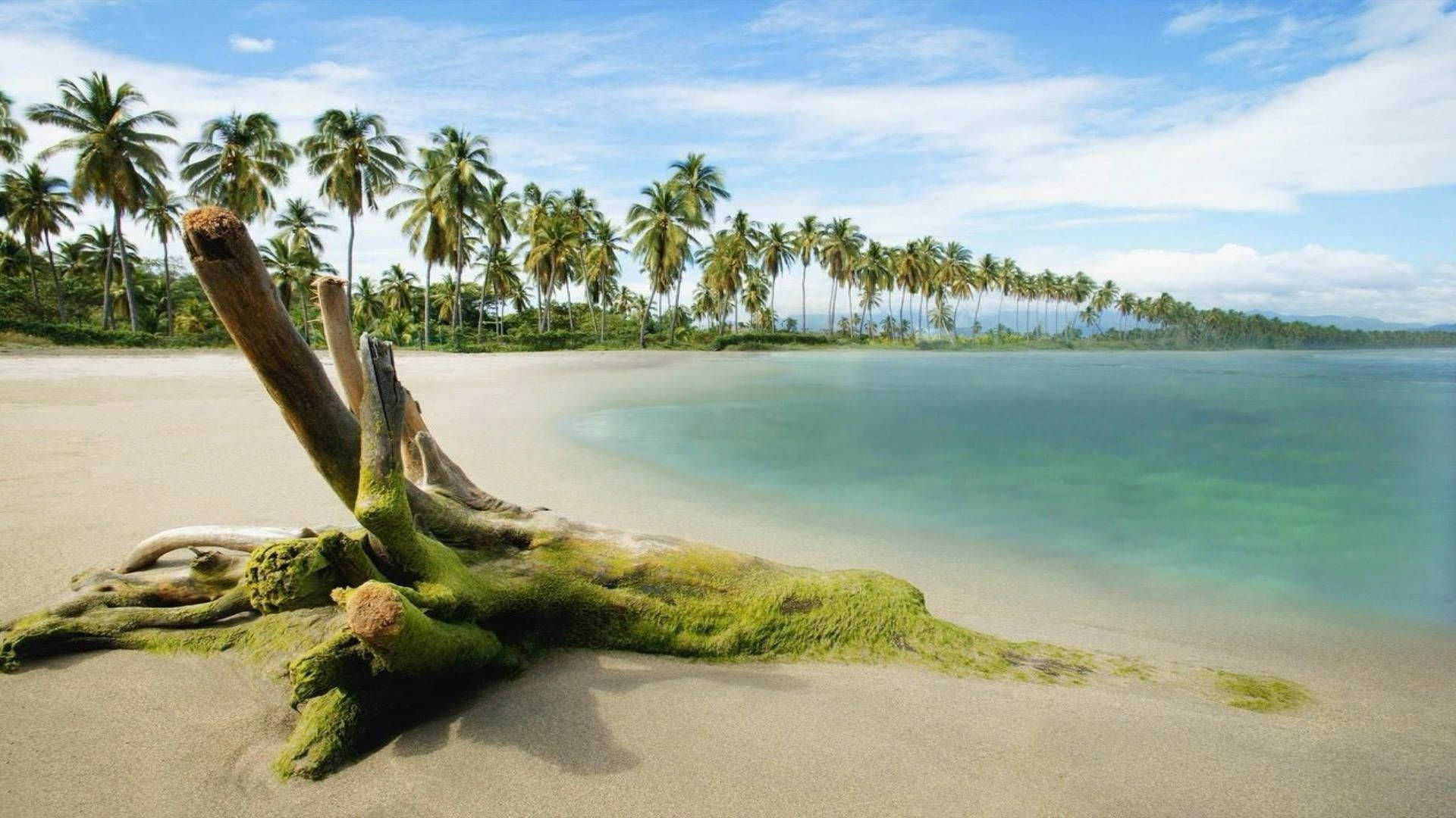 1920x1080, Full HD, nature, Full HD Desktop Wallpaper