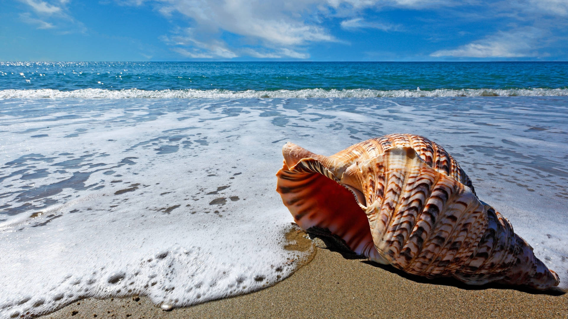 1920x1080 HD Nature Beach Shore, spiral seashell, wet sand, Full HD Desktop Wallpaper