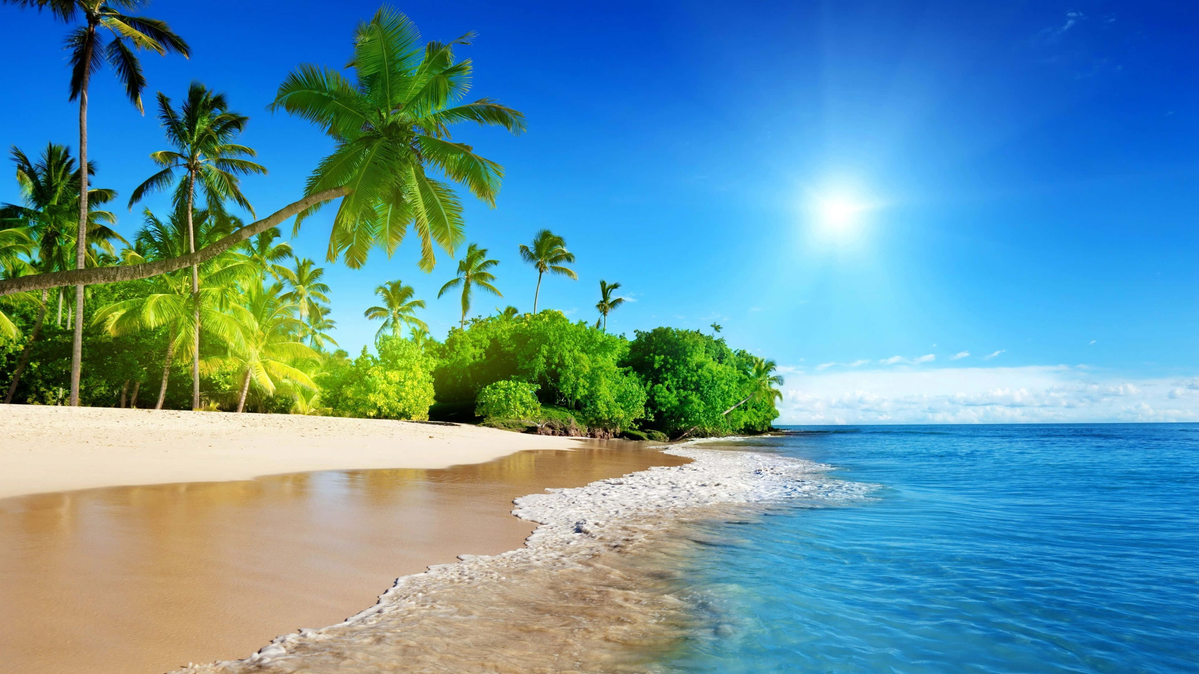 1920x1080 HD Beach, tropical beach, palm trees, 4K Desktop Wallpaper
