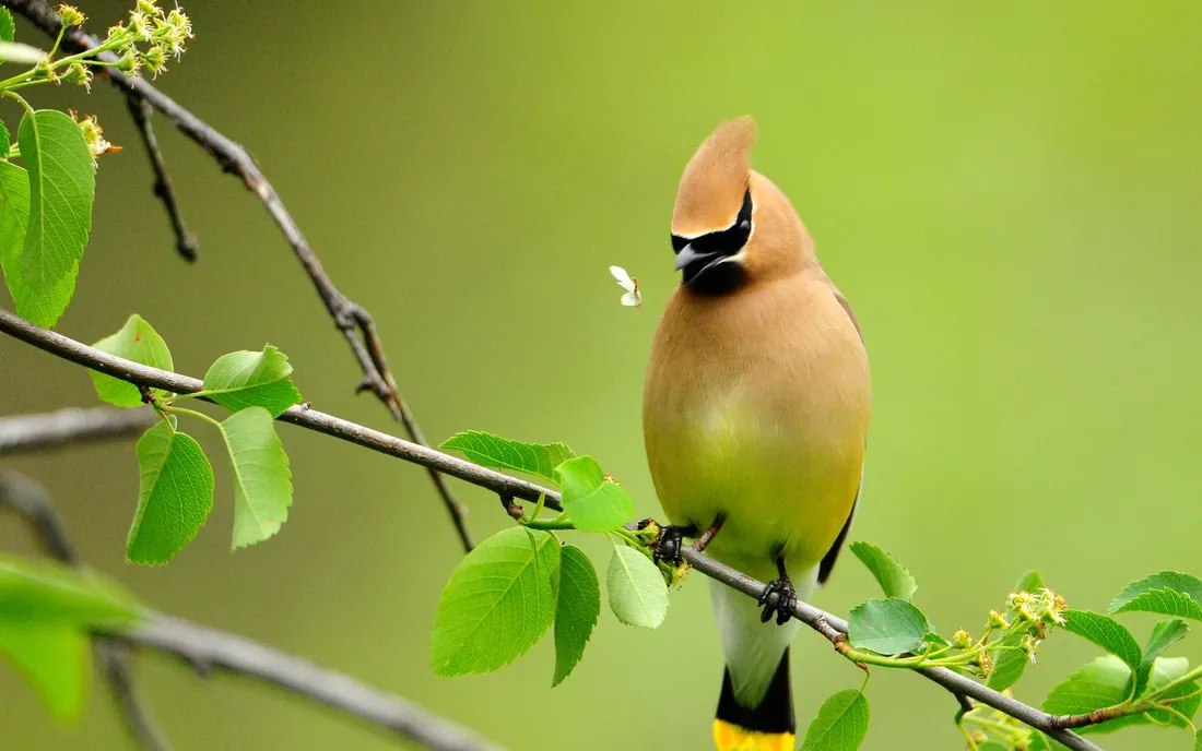 1920x1080 HD Birds
