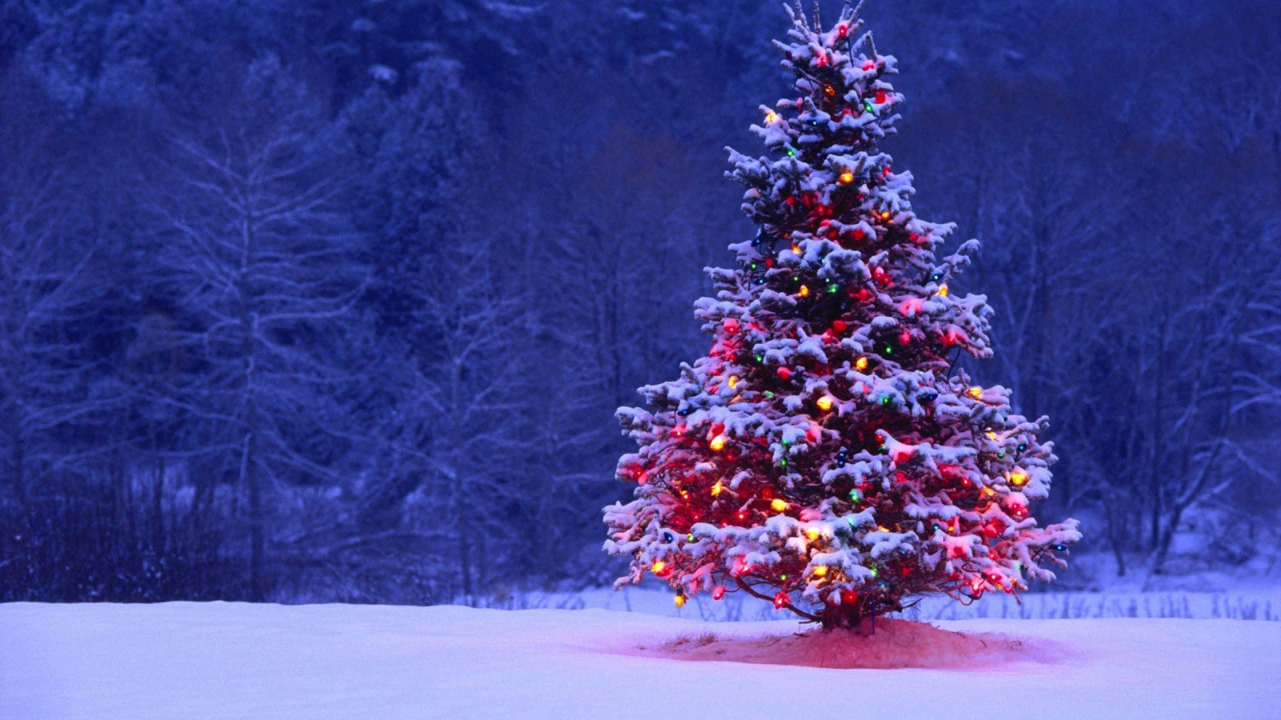 1920x1080 HD Christmas, Christmas tree, snow-covered, 2K Desktop Wallpaper