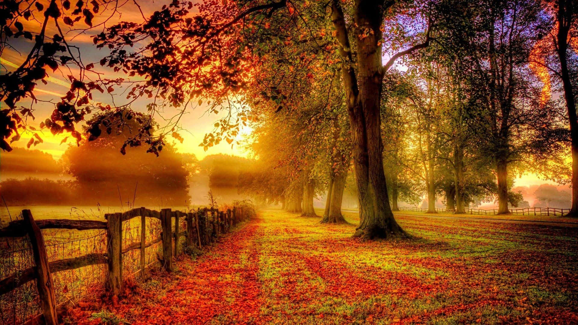 autumn morning, golden sunlight, trees, Full HD Desktop Wallpaper