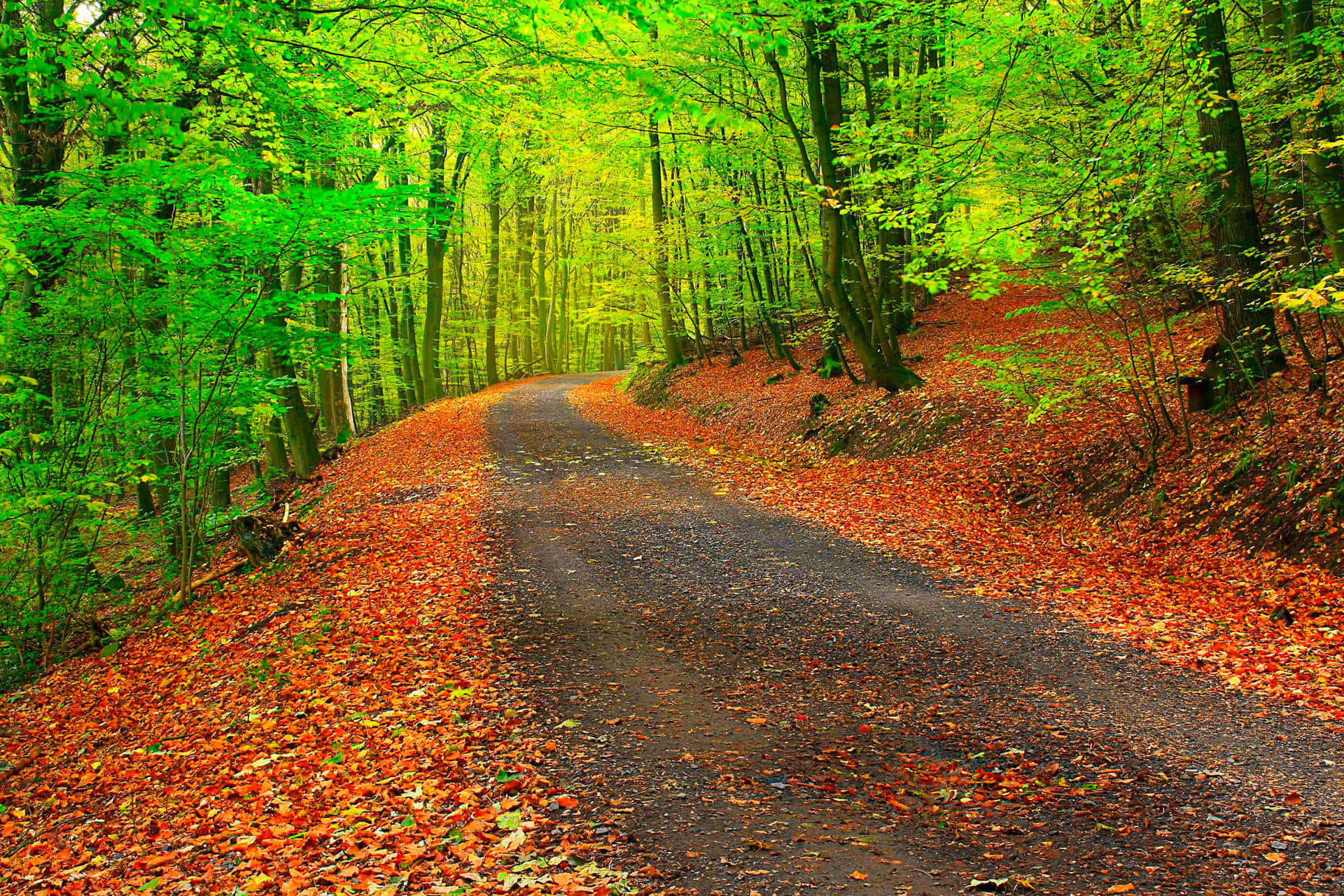 1920x1080 HD Fall, orange leaves, winding forest path, Full HD Desktop Wallpaper