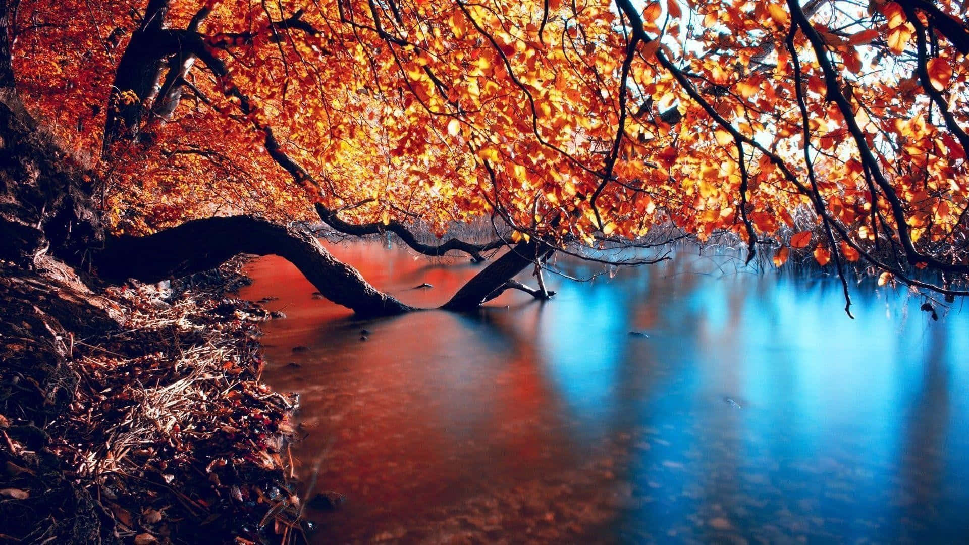 1920x1080 HD Fall, vibrant fall foliage, fiery orange leaves, Full HD Desktop Wallpaper