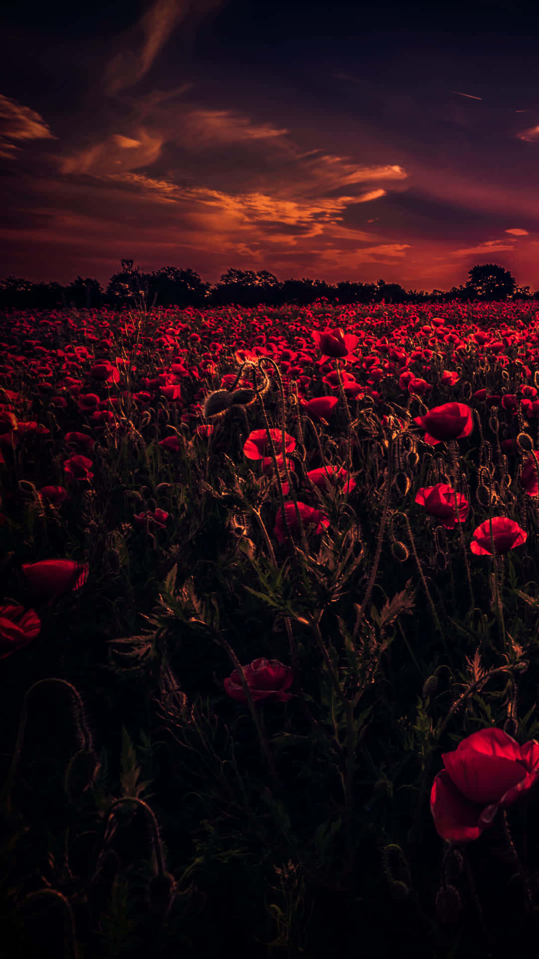 1920x1080 HD Fall, red poppies, twilight sky, Full HD Phone Wallpaper