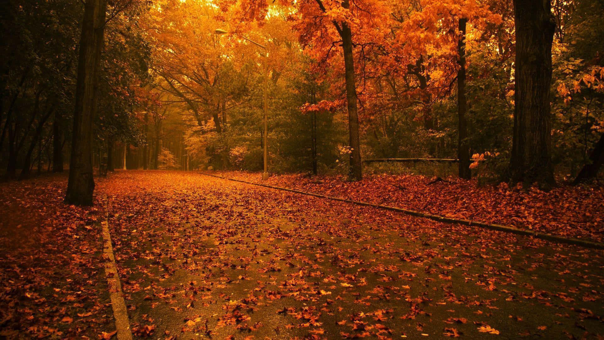 1920x1080 HD Fall, fiery orange, red autumn leaves, Full HD Desktop Wallpaper