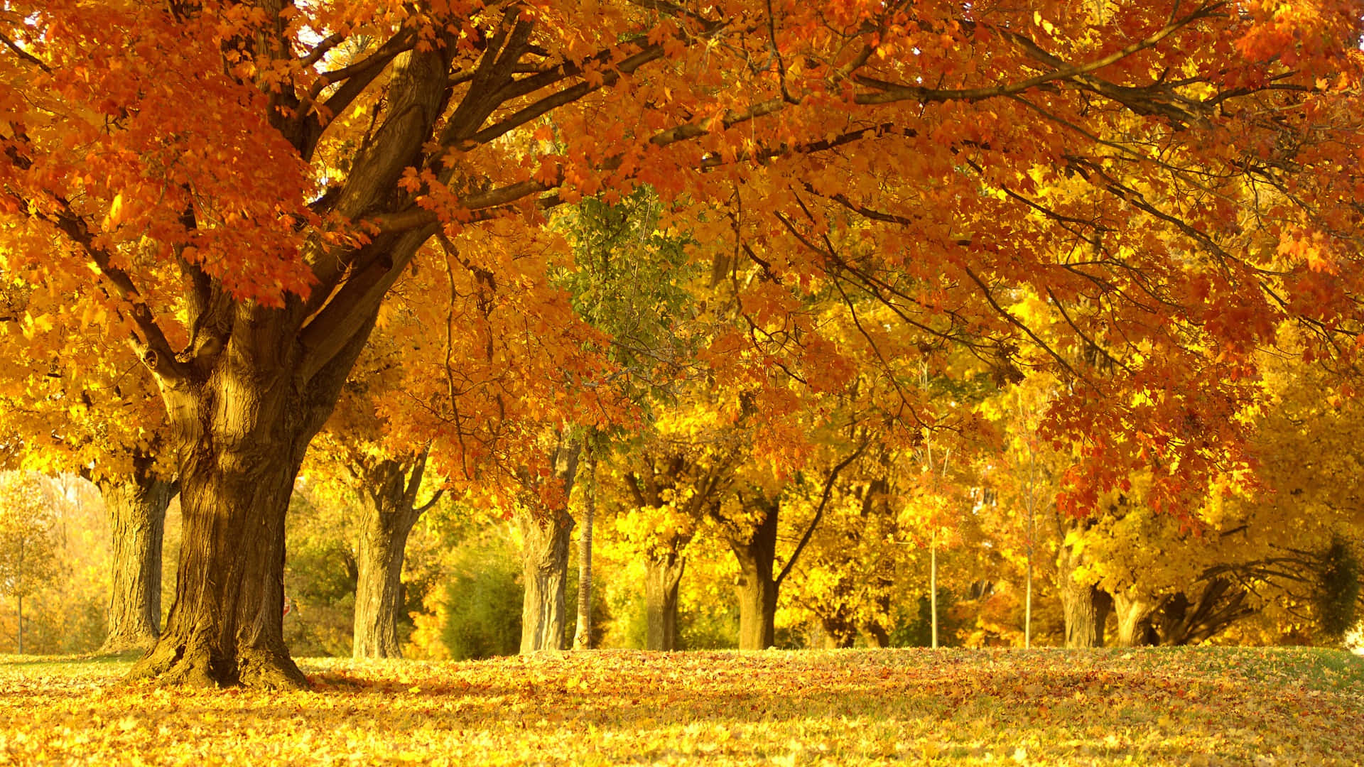 autumn tree, fiery orange leaves, sunlit park, Full HD Desktop Wallpaper