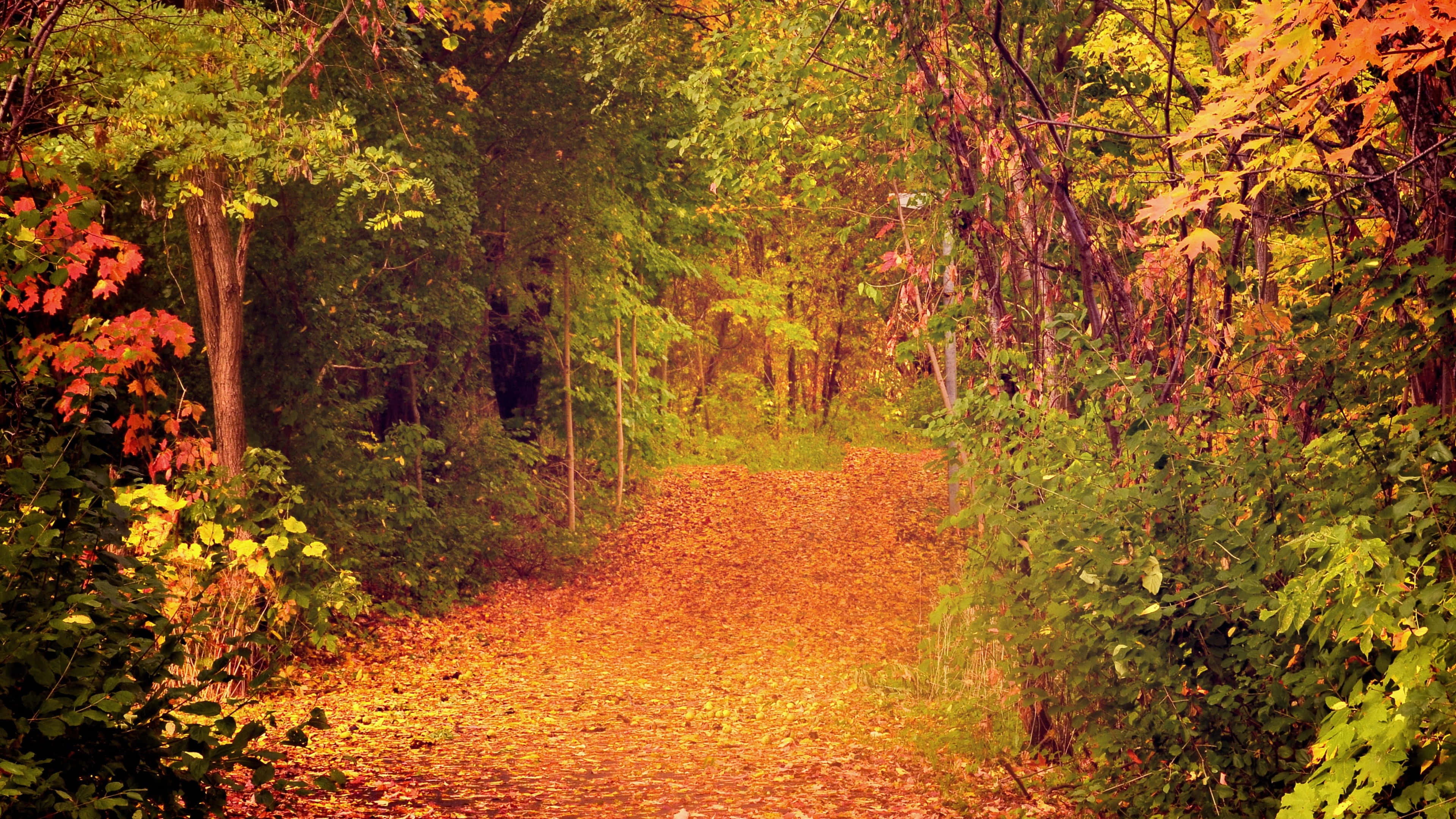 1920x1080 HD Fall, golden autumn leaves, vibrant canopy, 4K Desktop Wallpaper