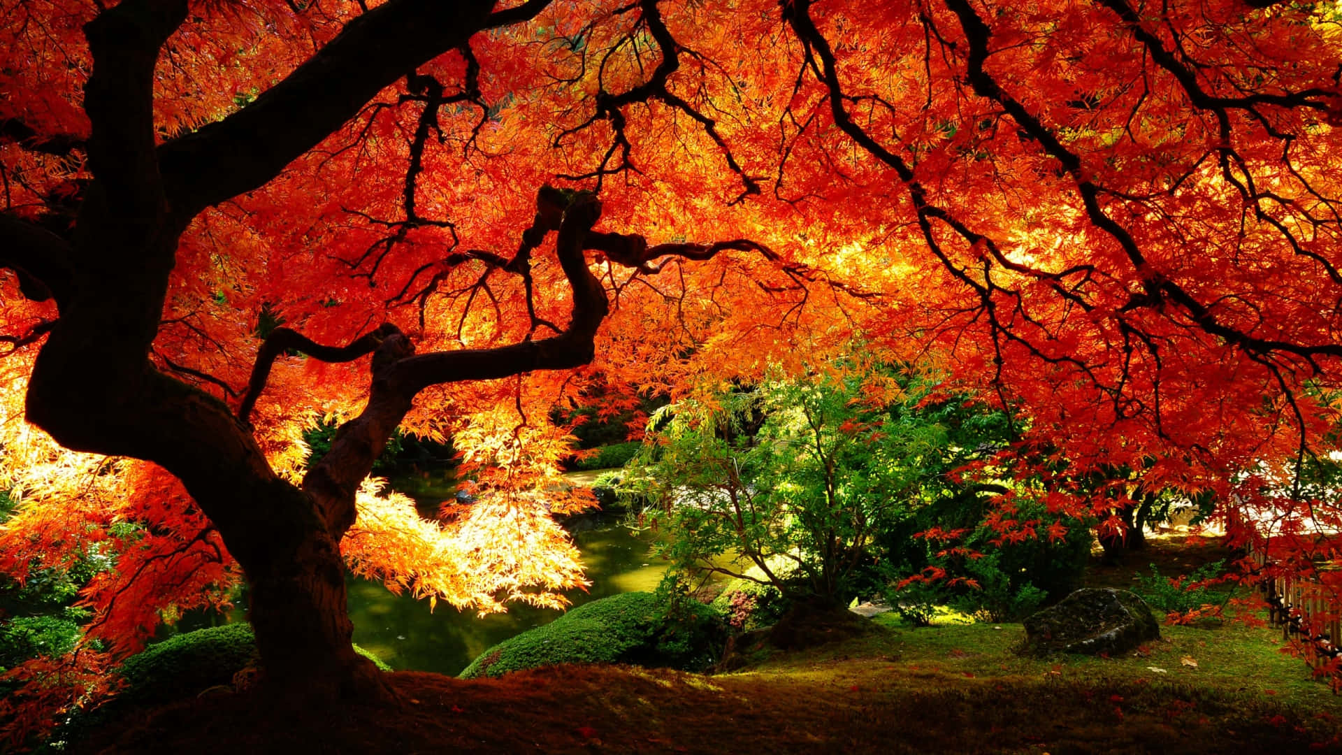 maple tree, fiery red and orange leaves, tranquil garden pond, Full HD Desktop Wallpaper