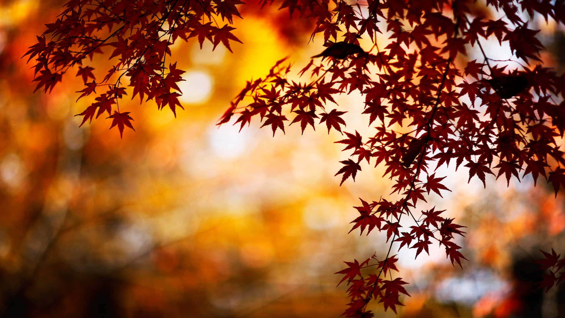 1920x1080 HD Fall, red maple leaves, golden bokeh background, Full HD Desktop Wallpaper