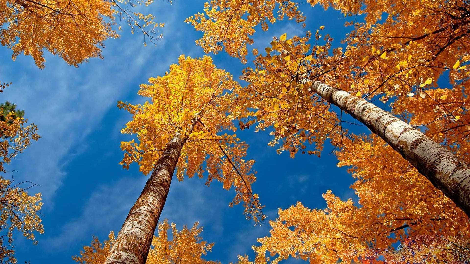 1920x1080 HD Fall, Golden autumn trees, vivid blue sky, Full HD Desktop Wallpaper