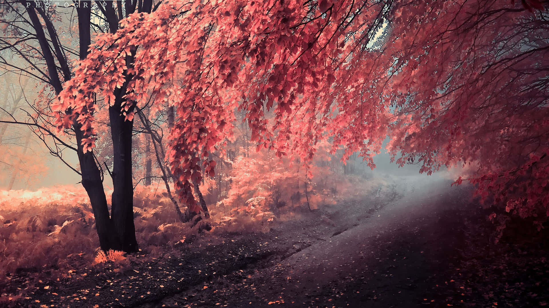 1920x1080 HD Fall, foggy road, misty forest path, Full HD Desktop Wallpaper