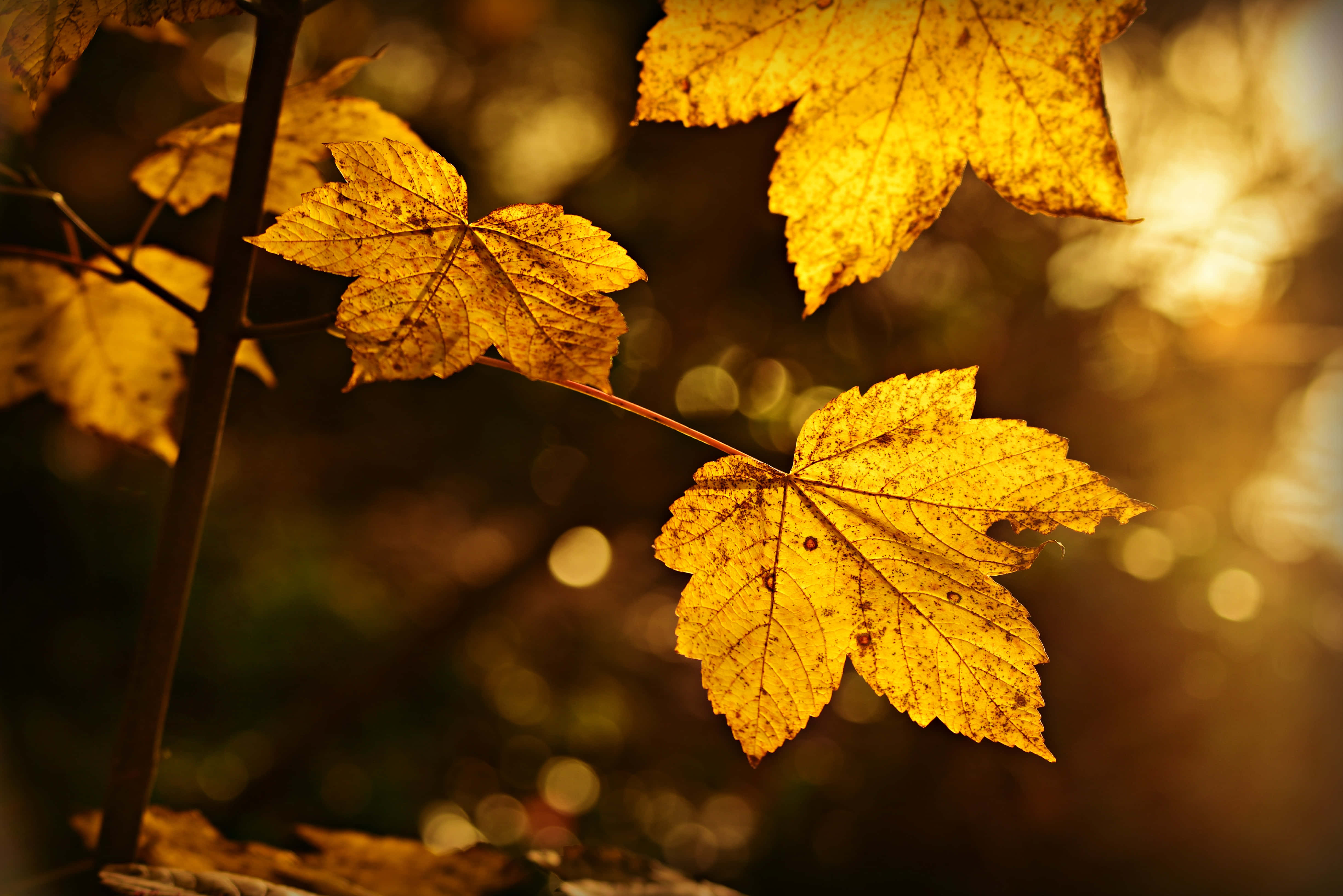 1920x1080 HD Fall, golden maple leaves, sunlight filters through, 4K Desktop Wallpaper
