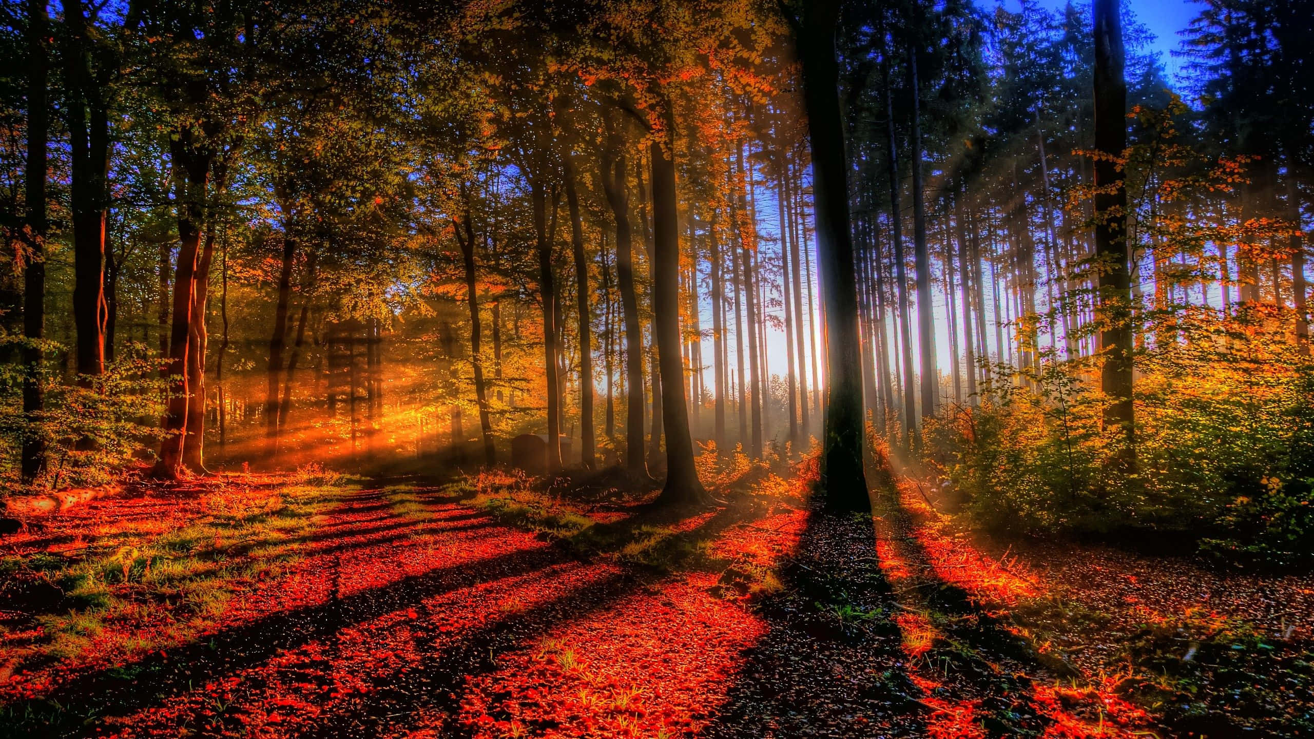1920x1080 HD Fall, autumn trees, fiery orange shadows, 2K Desktop Wallpaper