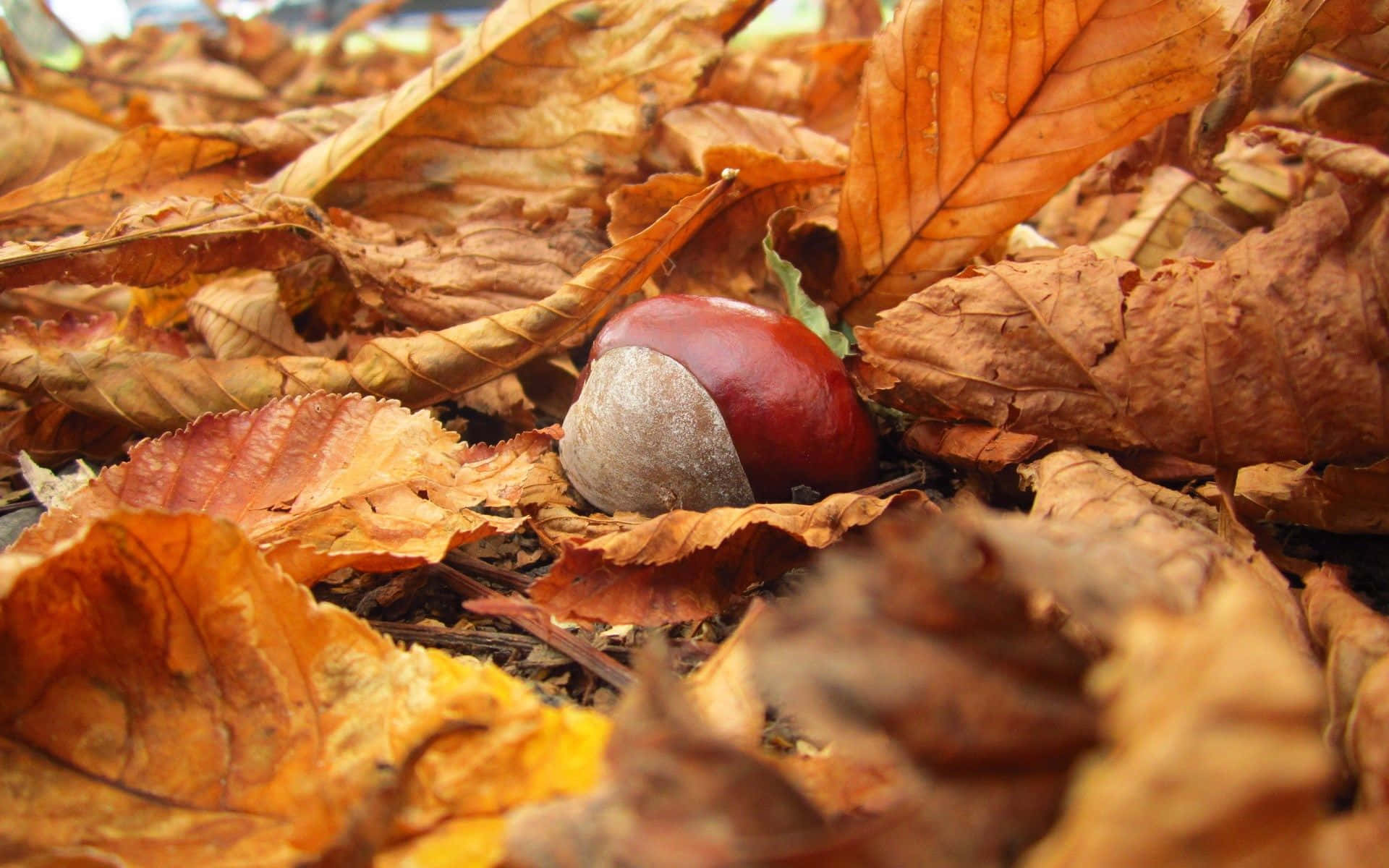 glossy red chestnut, dry golden brown autumn leaves, forest floor, Full HD Desktop Wallpaper