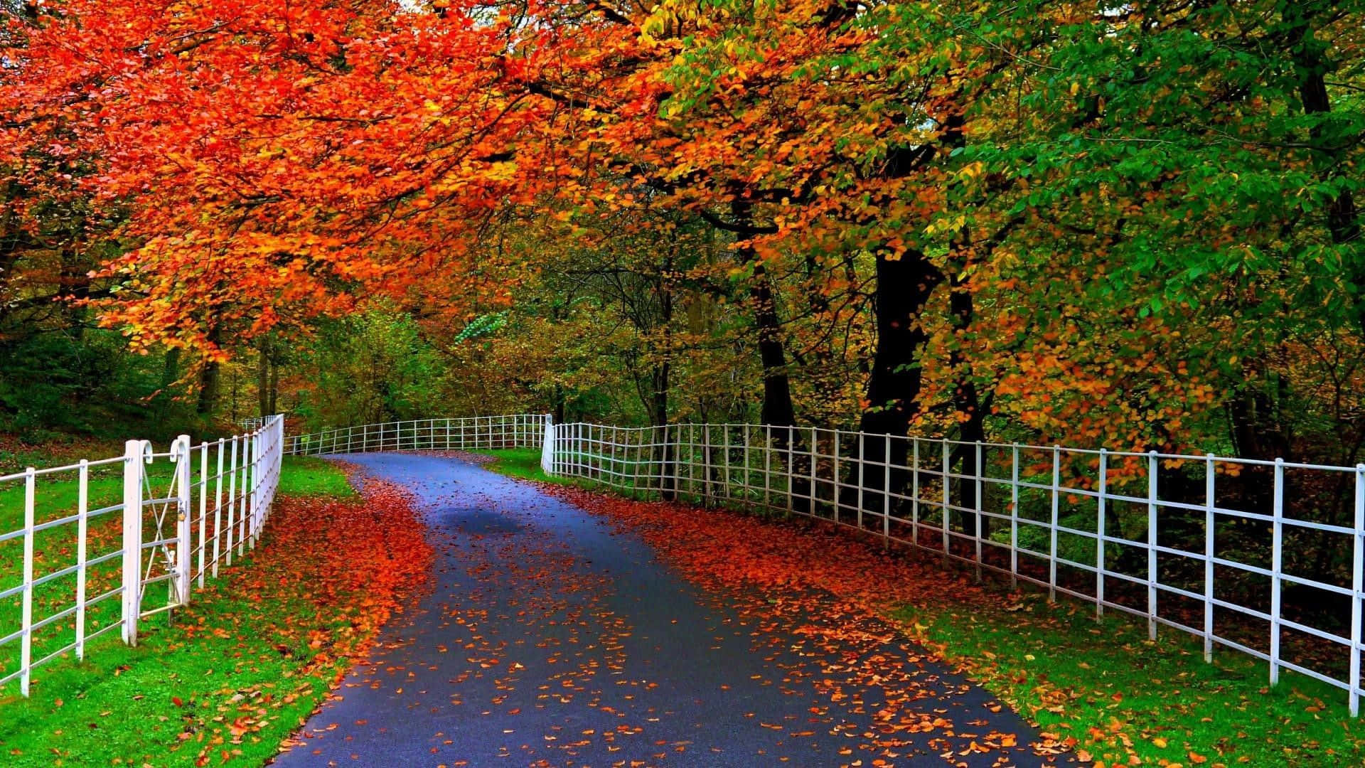 1920x1080 HD Fall, asphalt path, white fences, Full HD Desktop Wallpaper
