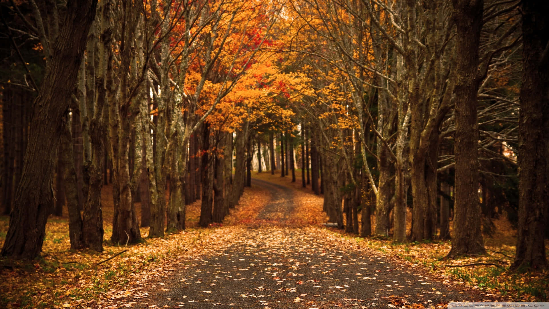 1920x1080 HD Fall, winding path, forest, Full HD Desktop Wallpaper