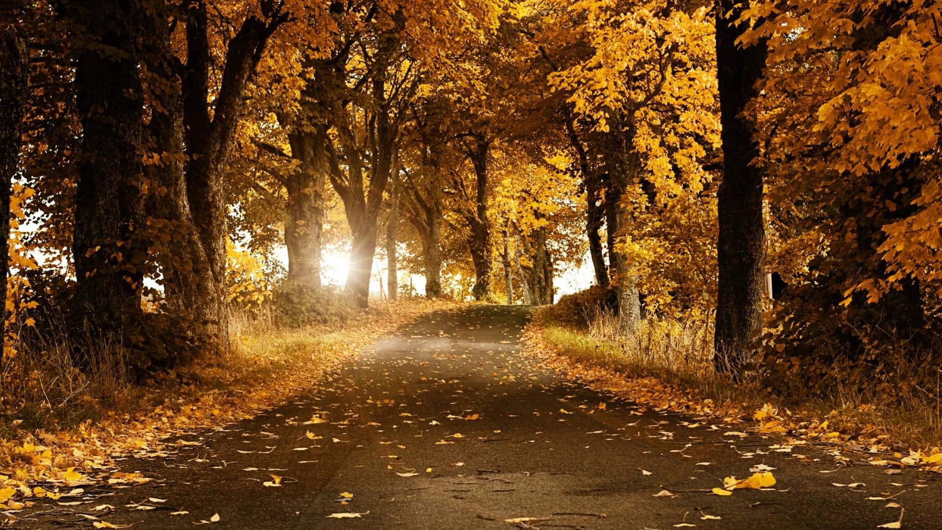 1920x1080 HD Fall, golden autumn forest, winding road, Full HD Desktop Wallpaper
