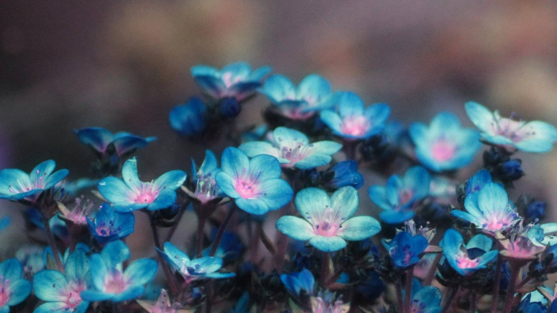 1920x1080 HD Flower, blue, pink centers, Full HD Desktop Wallpaper
