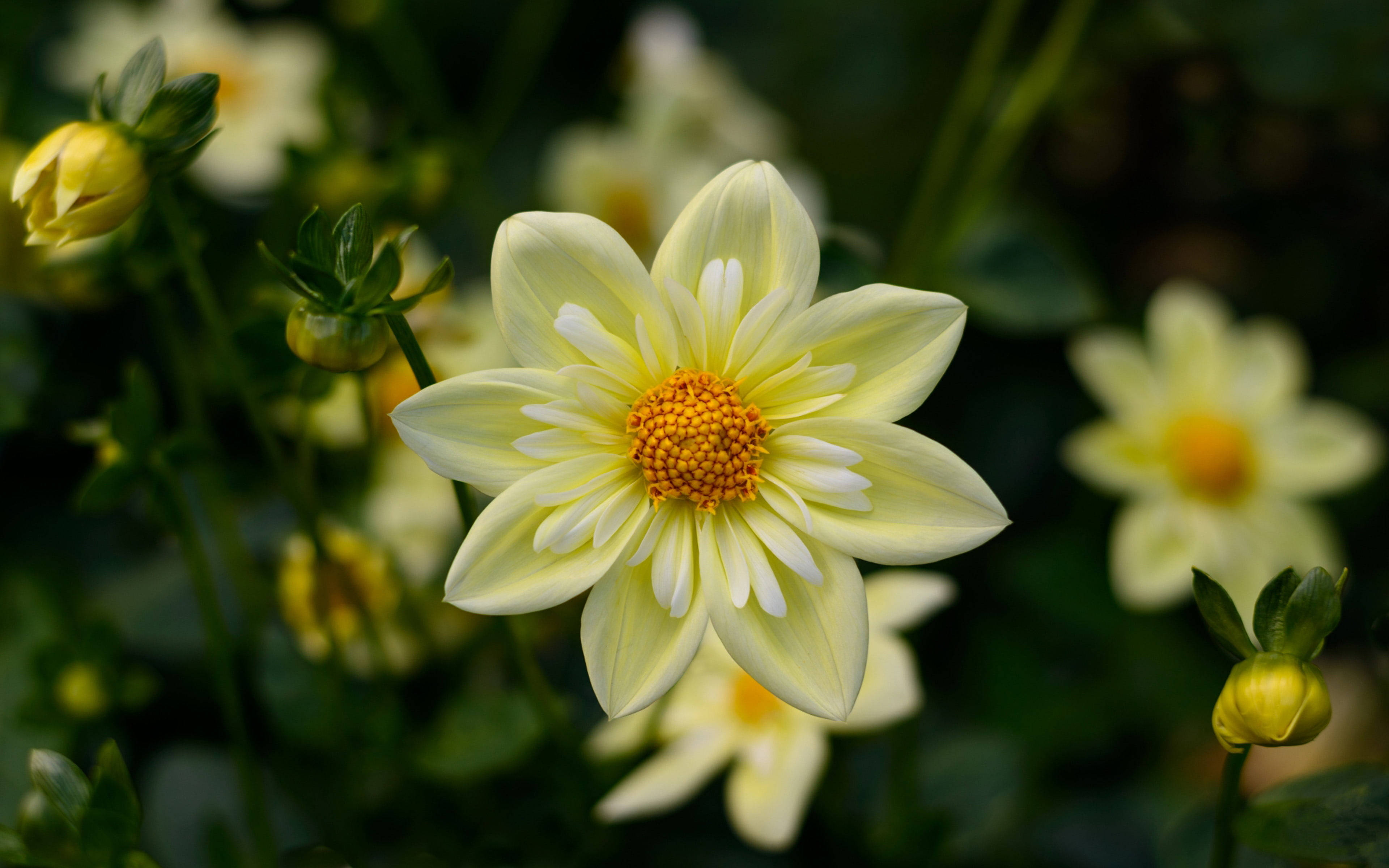 1920x1080 HD Flower Dahlia, pale yellow dahlia, white-edged petals, 4K Desktop Wallpaper