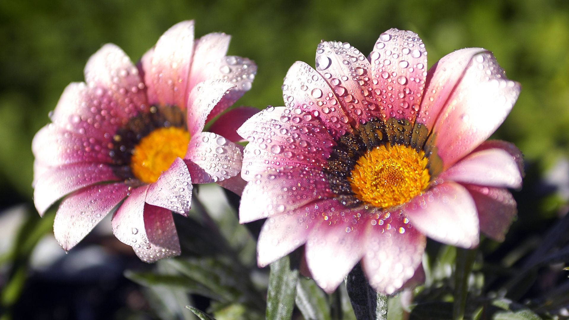 1920x1080 HD Flower Duo, pink daisies, dew drops, Full HD Desktop Wallpaper