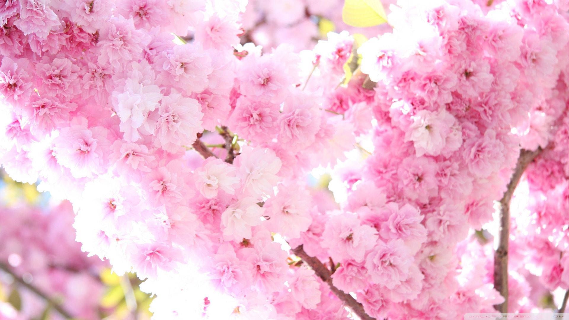 1920x1080 HD Flower, cherry tree, pink cherry blossoms, Full HD Desktop Wallpaper