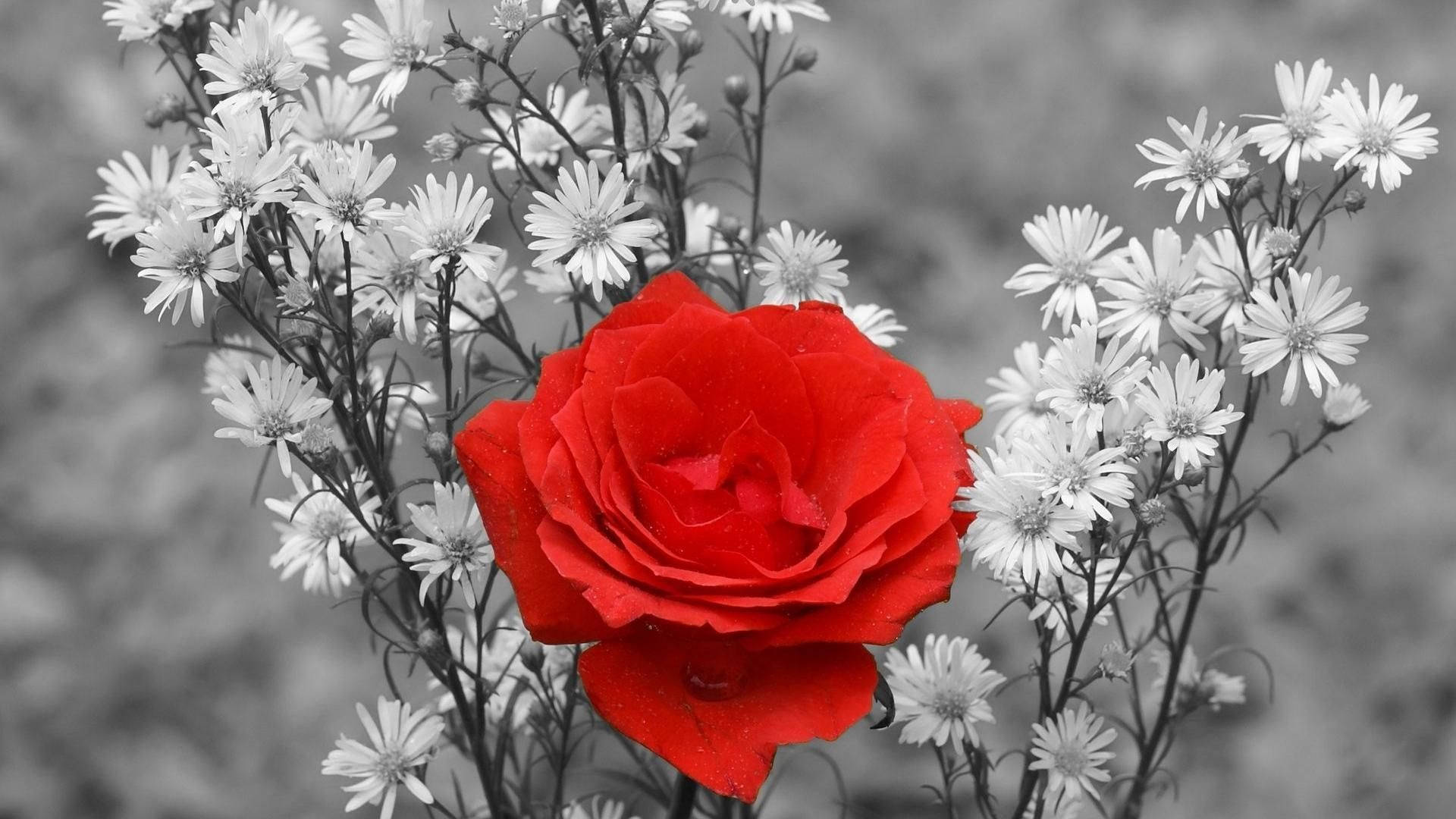 1920x1080 HD Flower Rose, vivid red rose, monochrome daisies, Full HD Desktop Wallpaper
