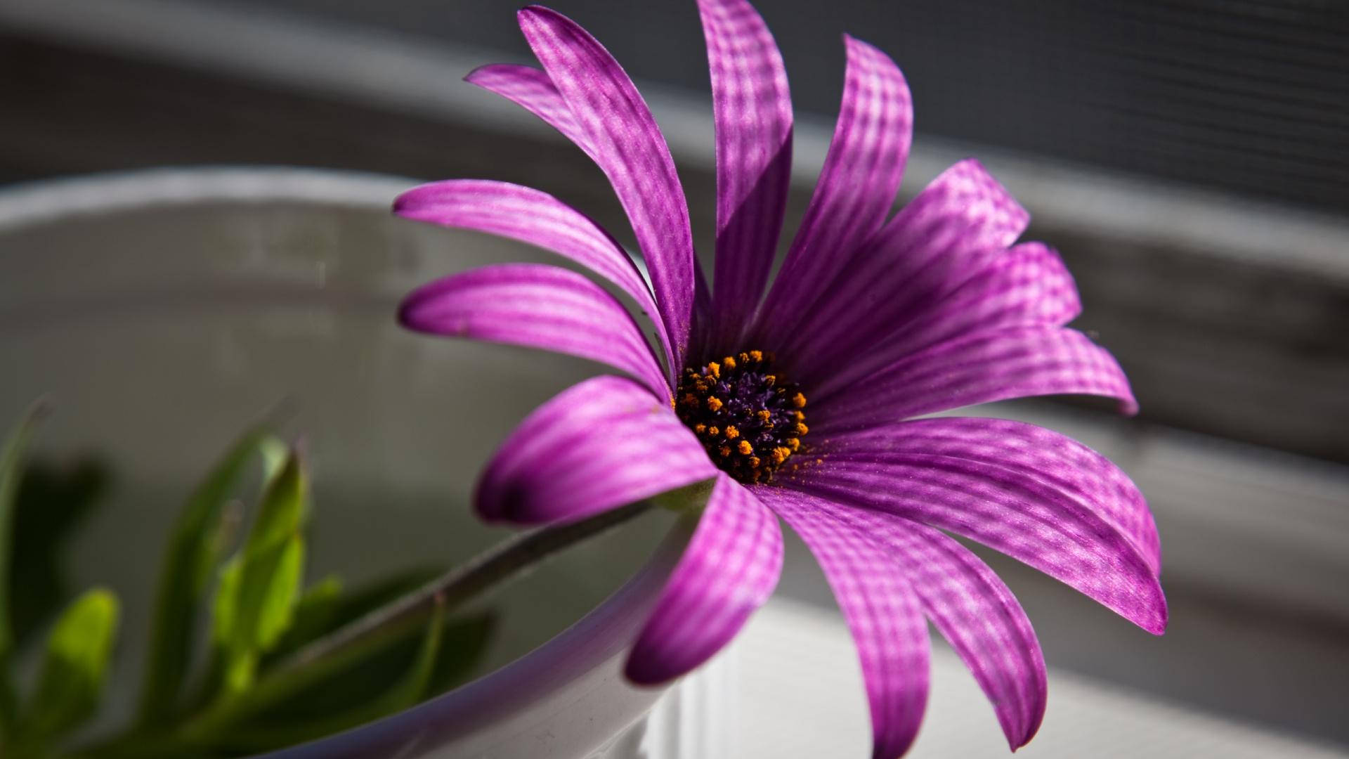 1920x1080 HD Flower, purple, striped petals, Full HD Desktop Wallpaper