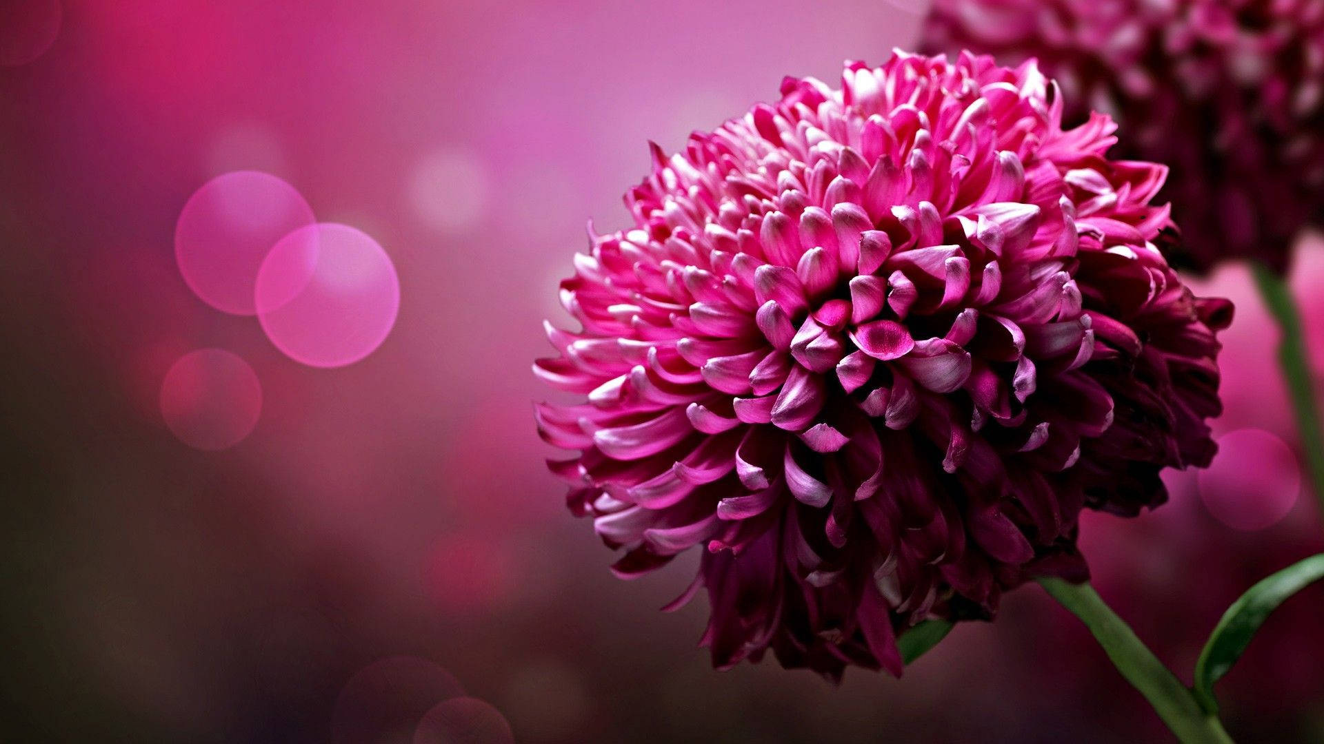 1920x1080 HD Flower, chrysanthemum, vibrant pink, Full HD Desktop Wallpaper