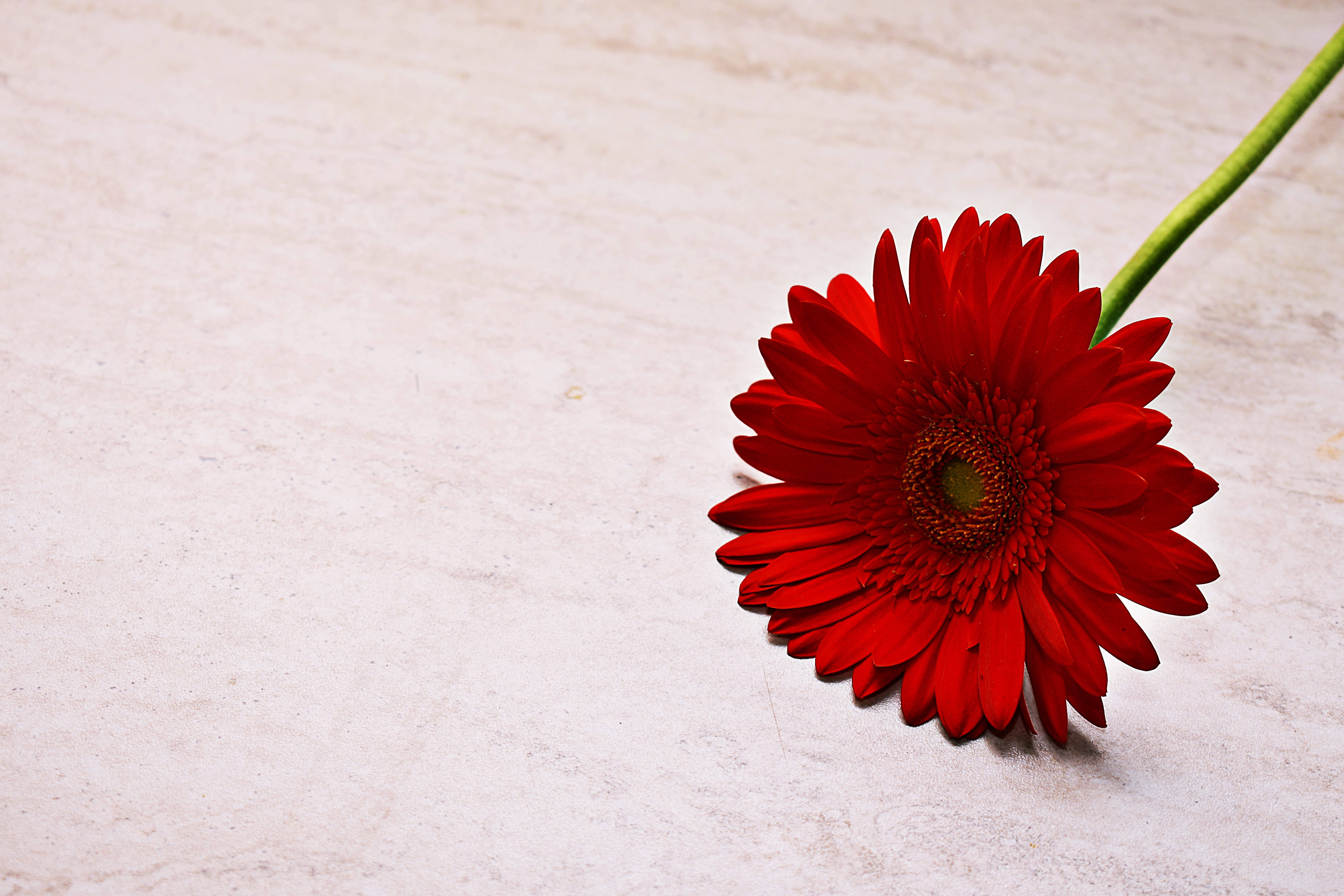 1920x1080 HD Flower, red gerbera, vivid red gerbera daisy, 5K Desktop Wallpaper