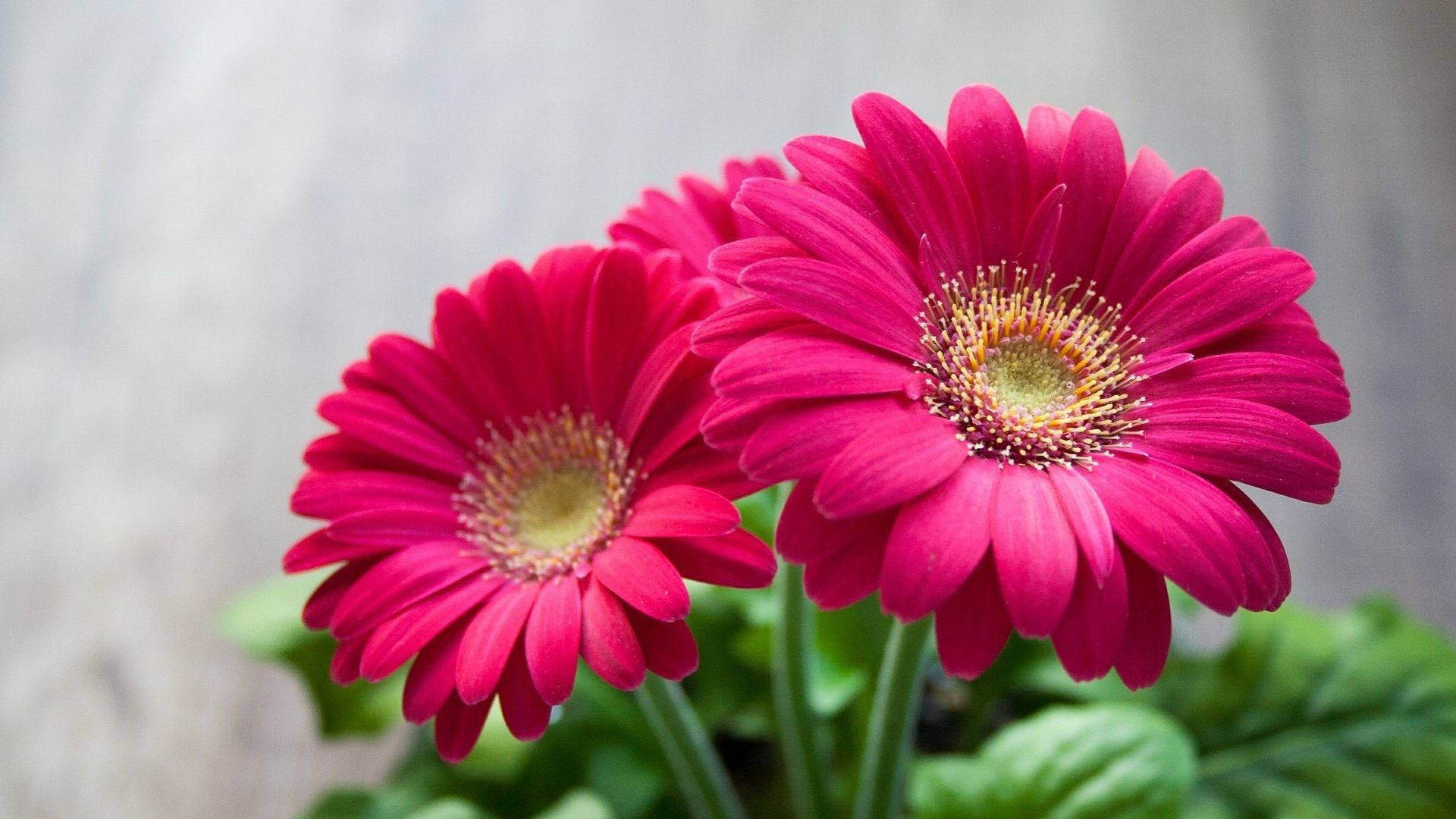 1920x1080 HD Flower Twin, vivid pink gerbera daisies, yellow centers, Full HD Desktop Wallpaper
