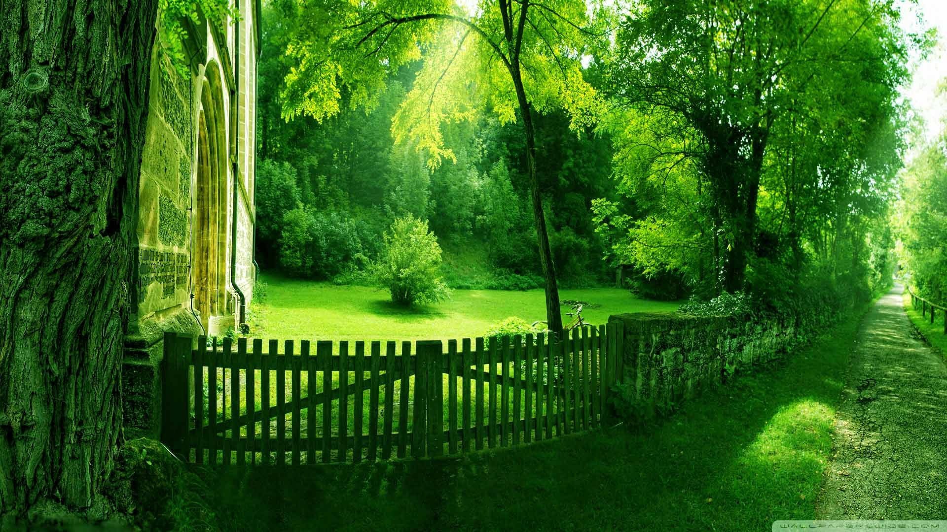 1920x1080 HD Nature, green spring, sunlight, Full HD Desktop Wallpaper