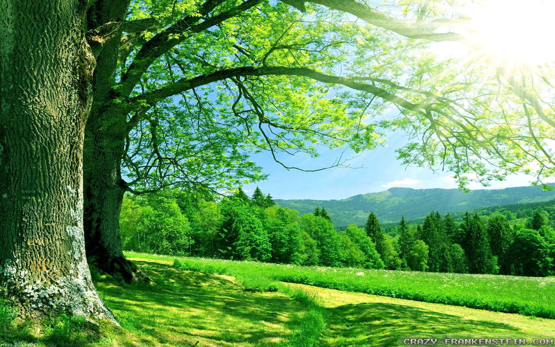 1920x1080 HD Nature, summer forest, ancient tree, Full HD Desktop Wallpaper