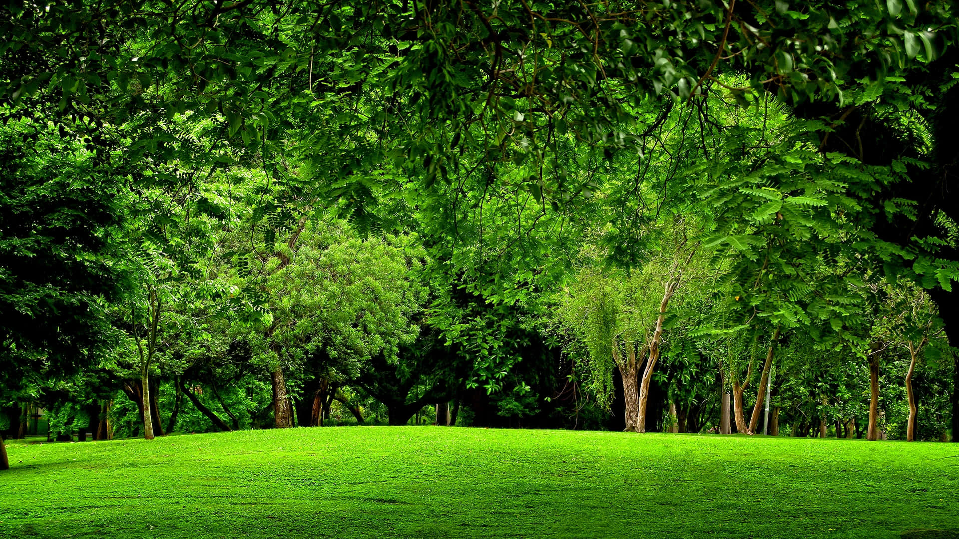 green forest, 1920 x 1080, vibrant green lawn, Full HD Desktop Wallpaper