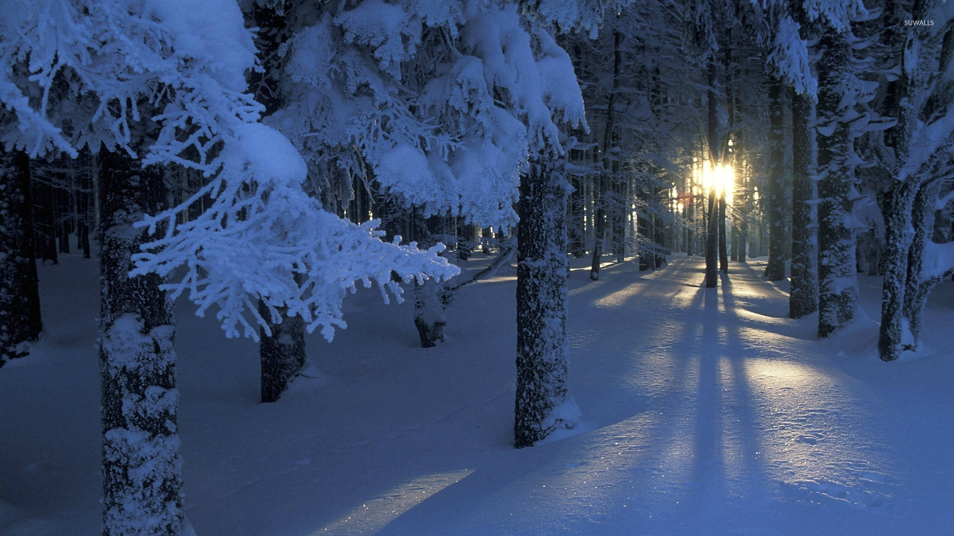 1920x1080, winter desktop, winter forest, Full HD Desktop Wallpaper