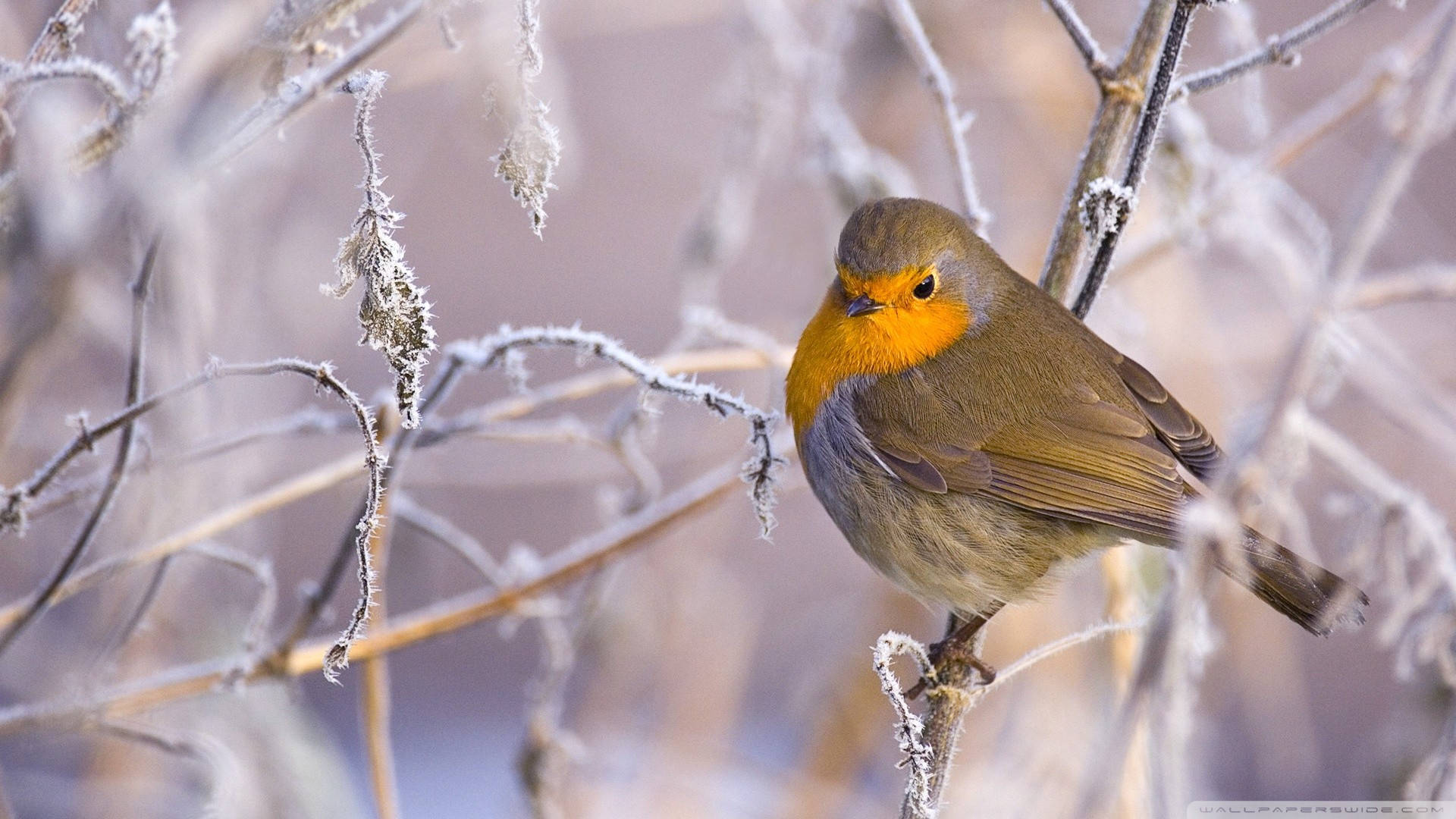 1920x1080, winter desktop, robin, Full HD Desktop Wallpaper