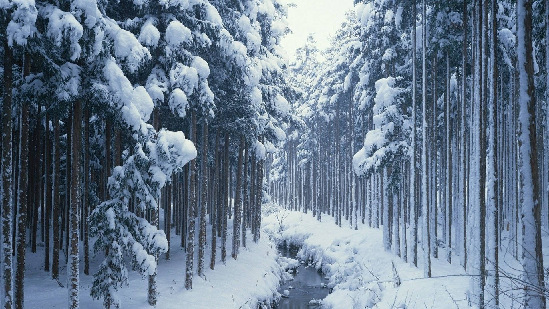 1920x1080, winter forest, snow-laden pine trees, Full HD Desktop Wallpaper