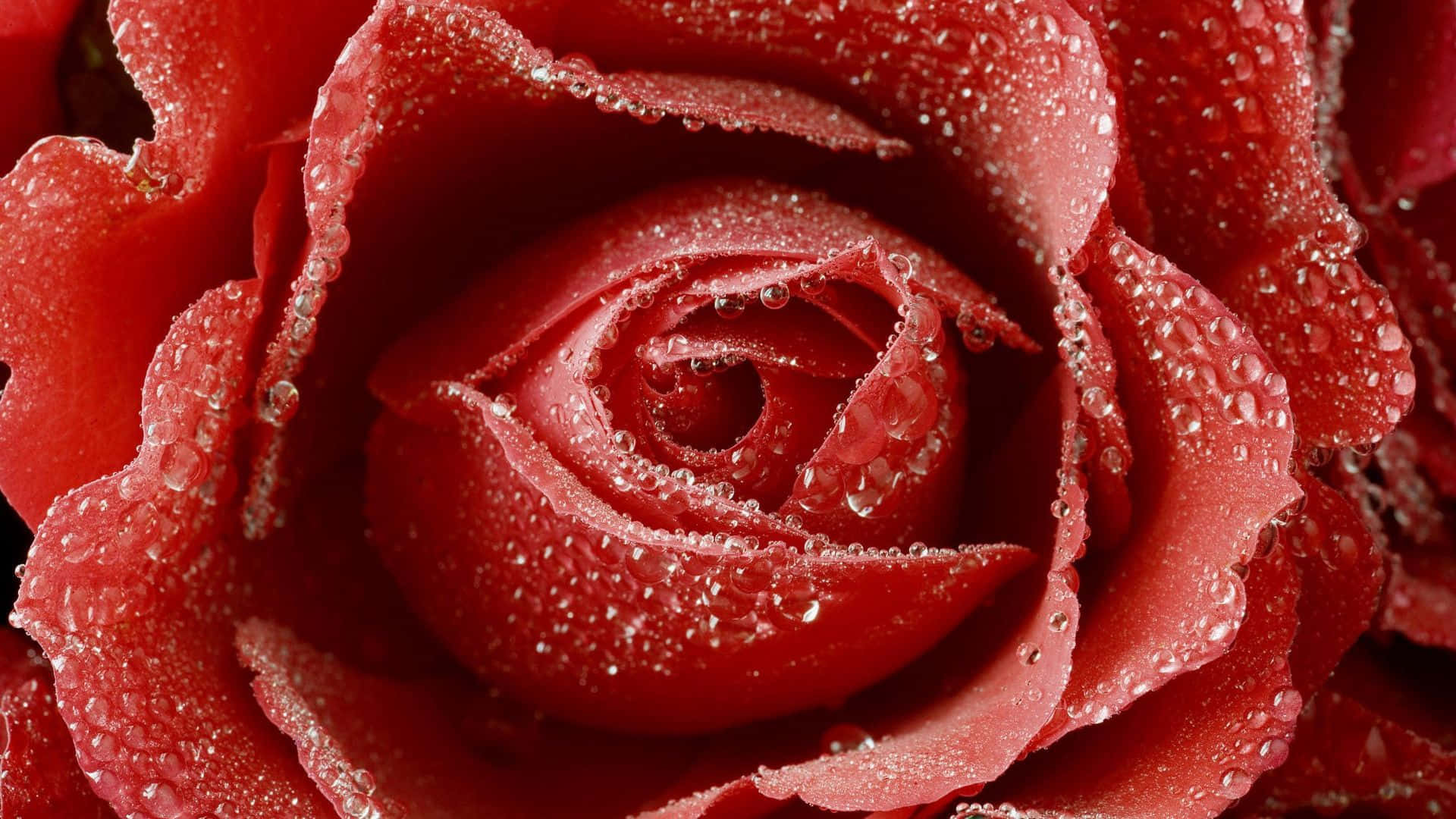 vibrant red rose, glistening water droplets, velvety petals, Full HD Desktop Wallpaper