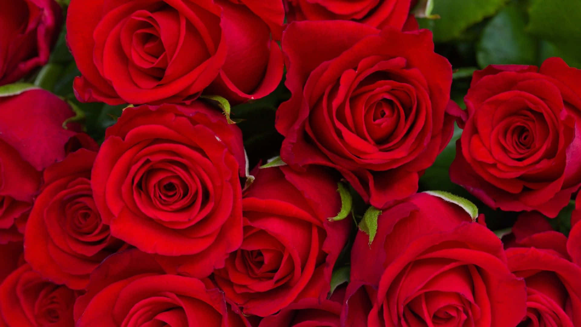vivid red roses, velvety petals, deep green leaves, Full HD Desktop Wallpaper
