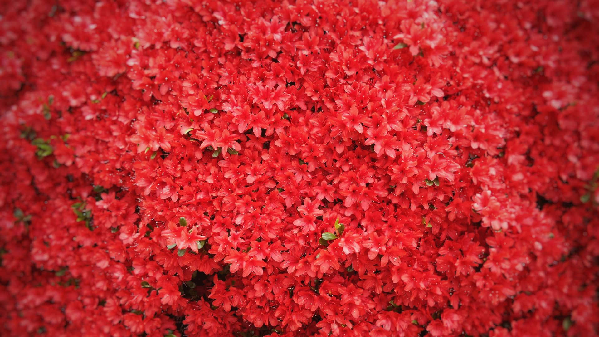 red azalea blossoms, vivid red, subtle green leaves, Full HD Desktop Wallpaper