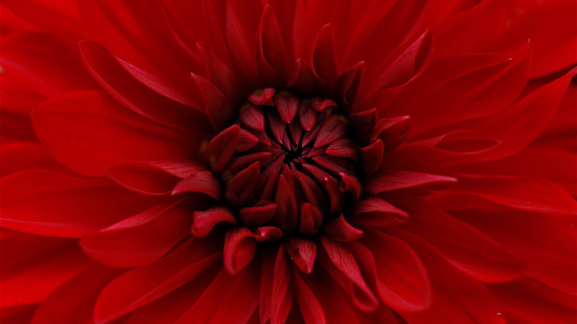 red dahlia flower, deep red, intricate layered petals, Full HD Desktop Wallpaper
