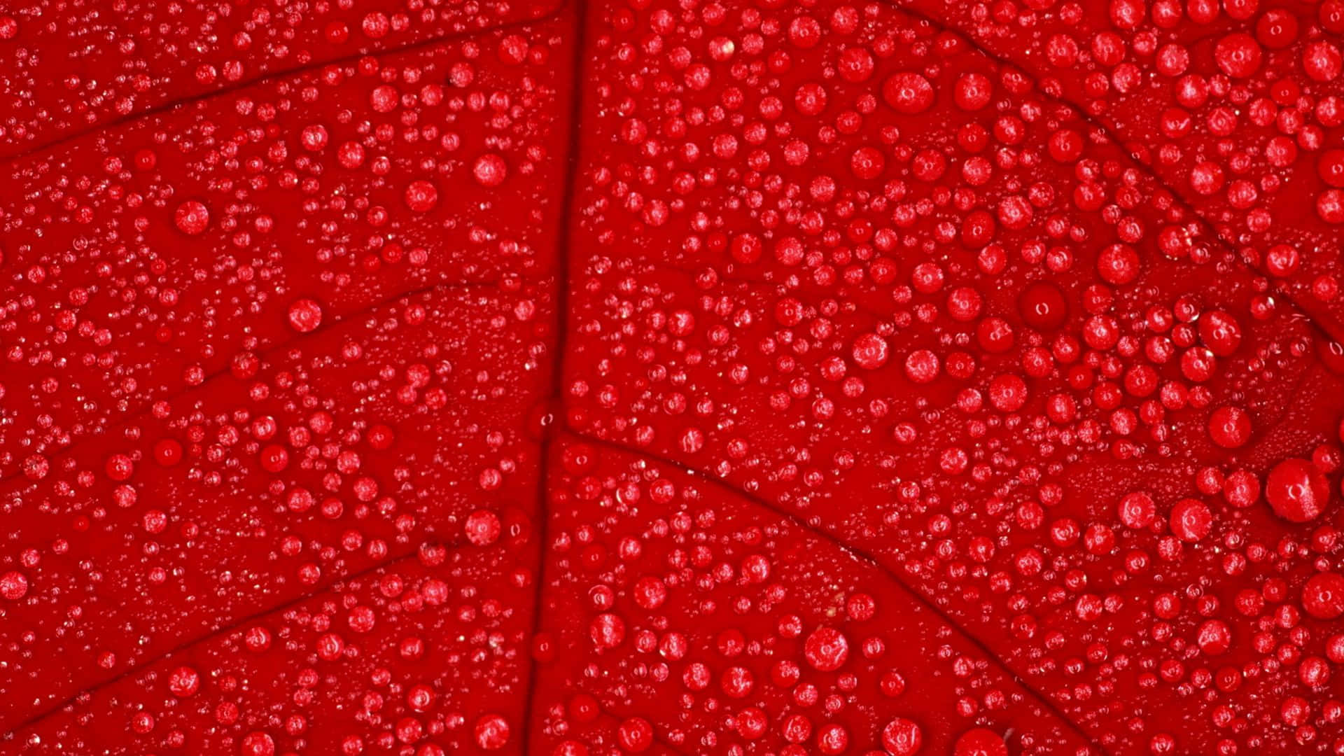 1920x1080, red, dew drops, Full HD Desktop Wallpaper