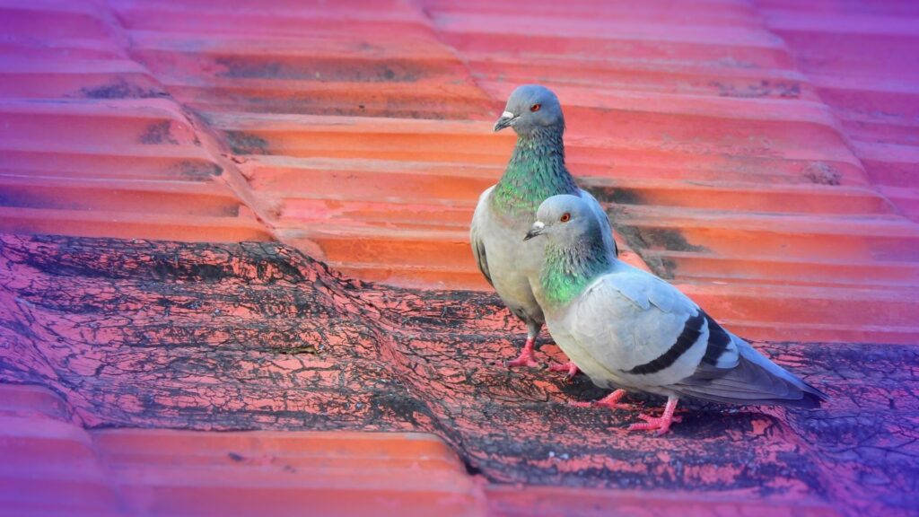 1920x1080, feral pigeon, weathered red tiled roof, SD Desktop Wallpaper