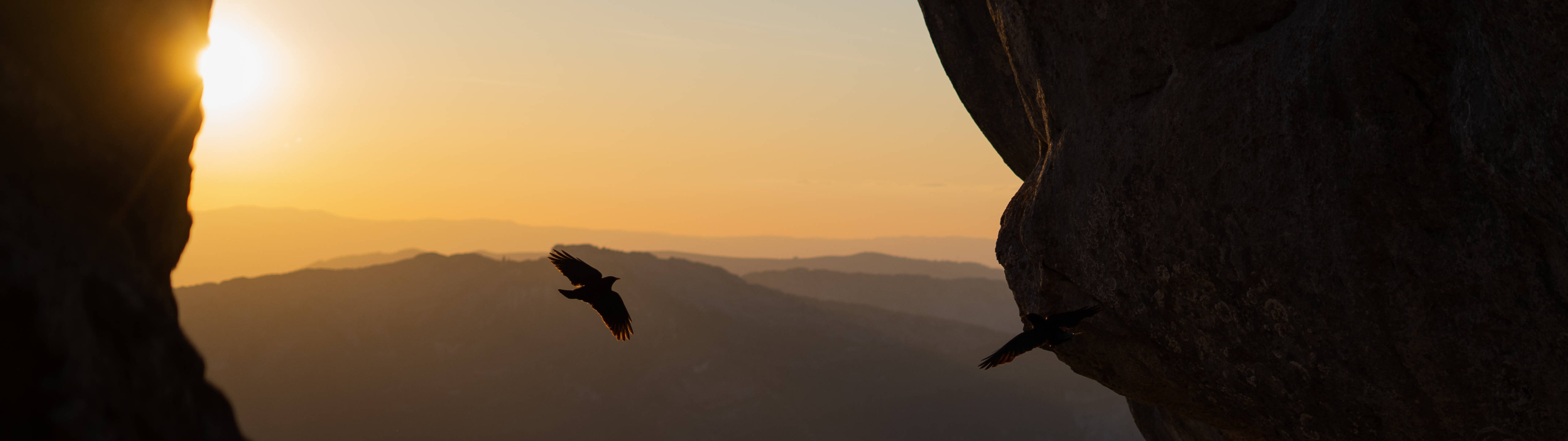 2 Monitor, bird flying, sunset, 5K Desktop Wallpaper