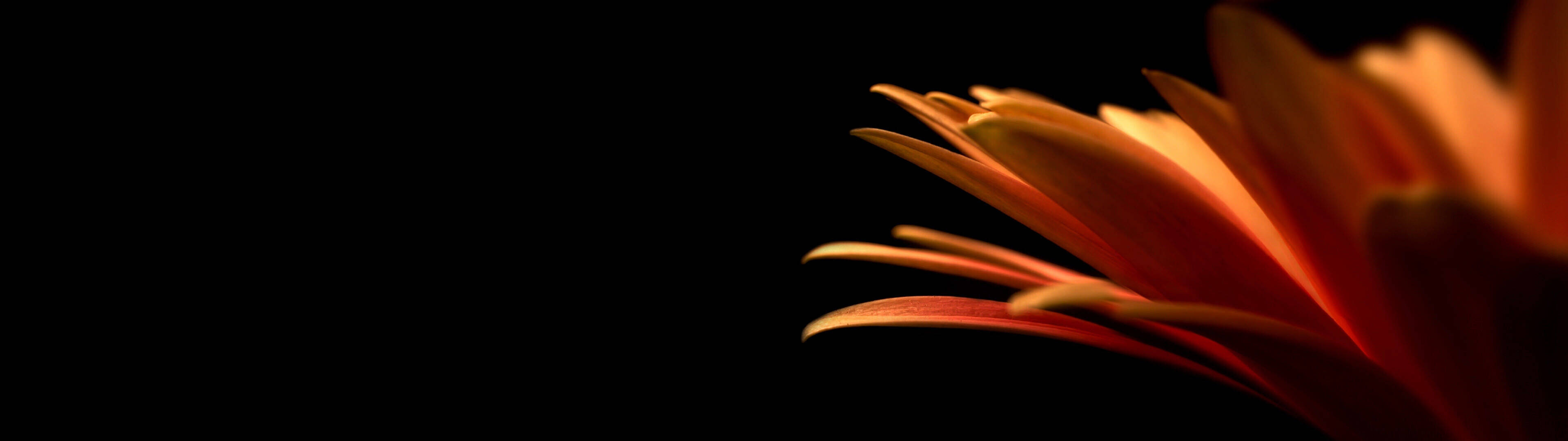 2 Monitor, orange flower petal, stark black background, 4K Desktop Wallpaper
